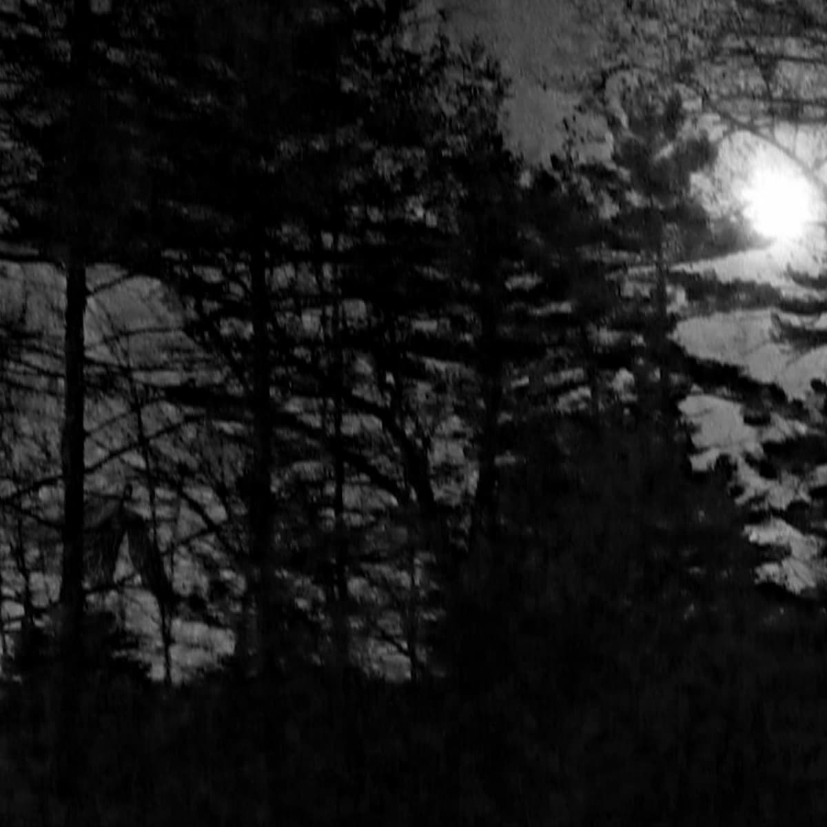 Suspect 4? - Flies cover