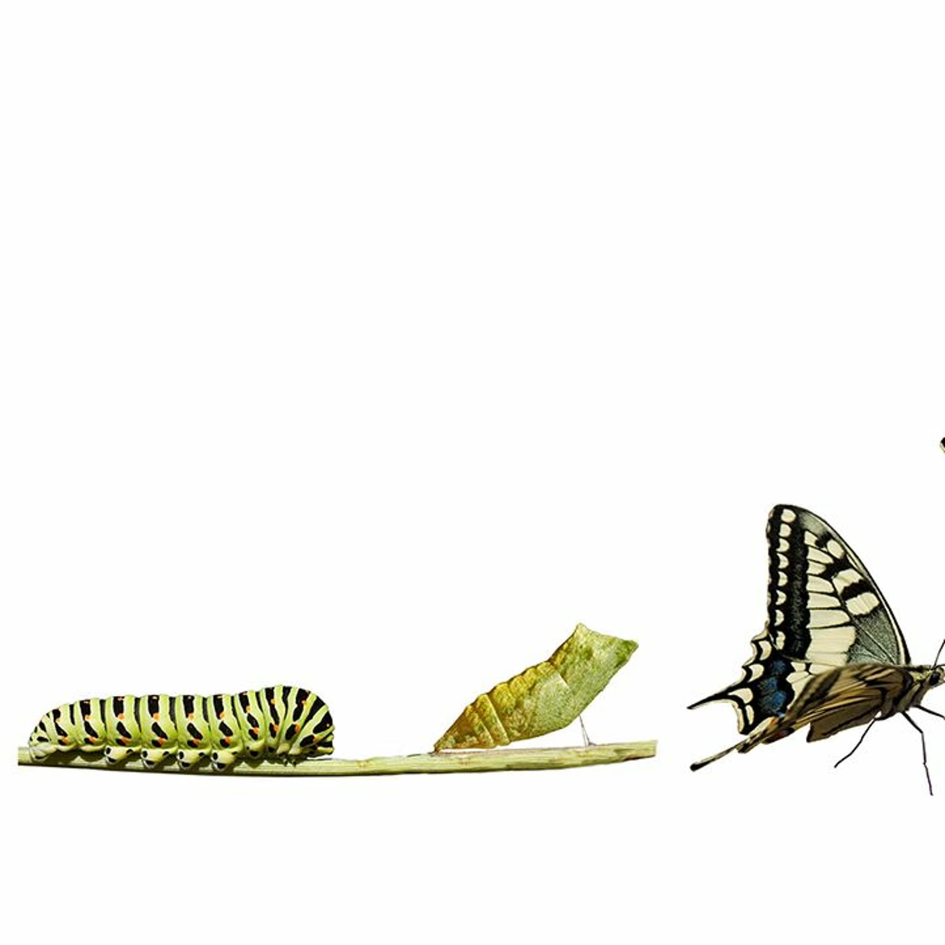 Transformation - Live Free University cover