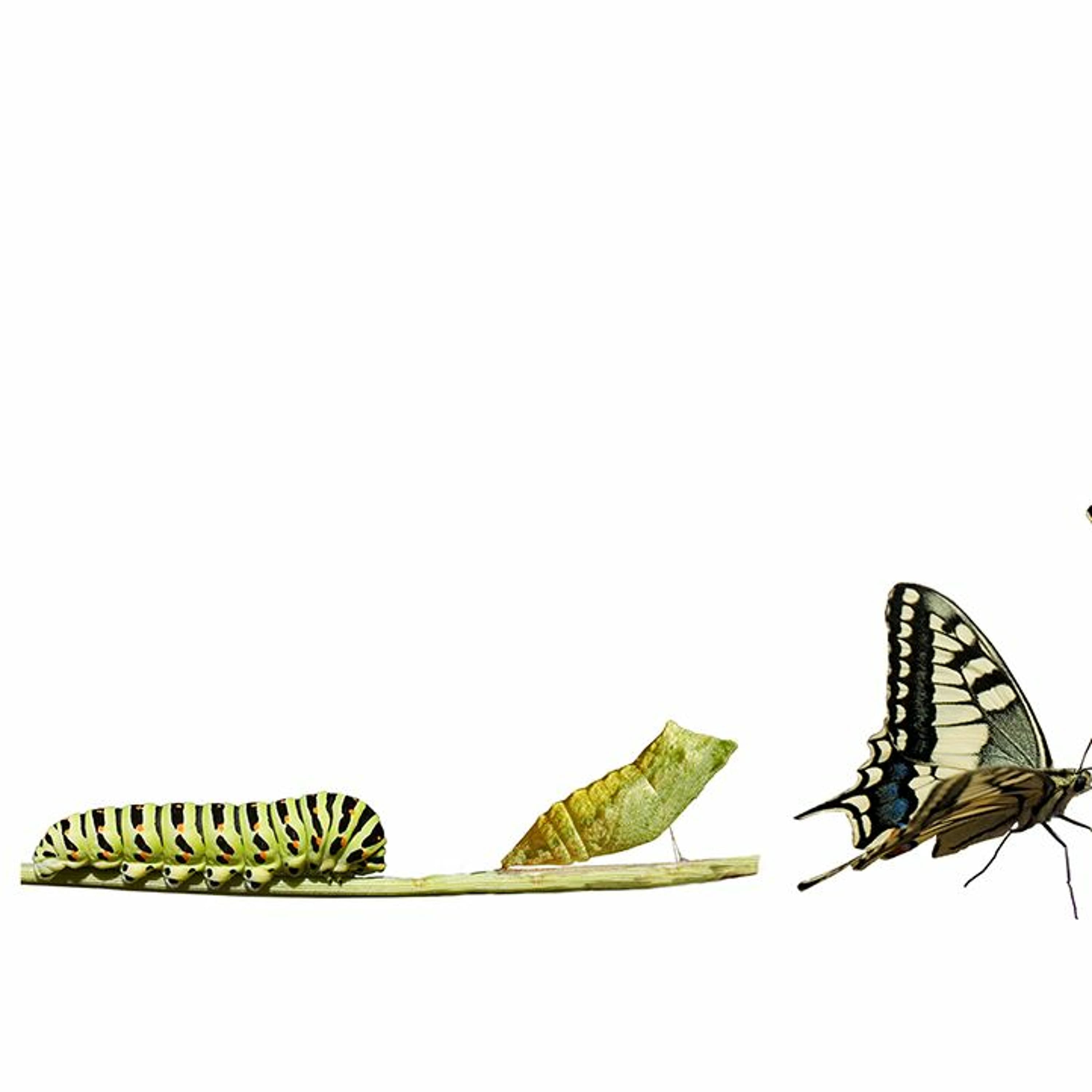 Transformation - Live Free University cover