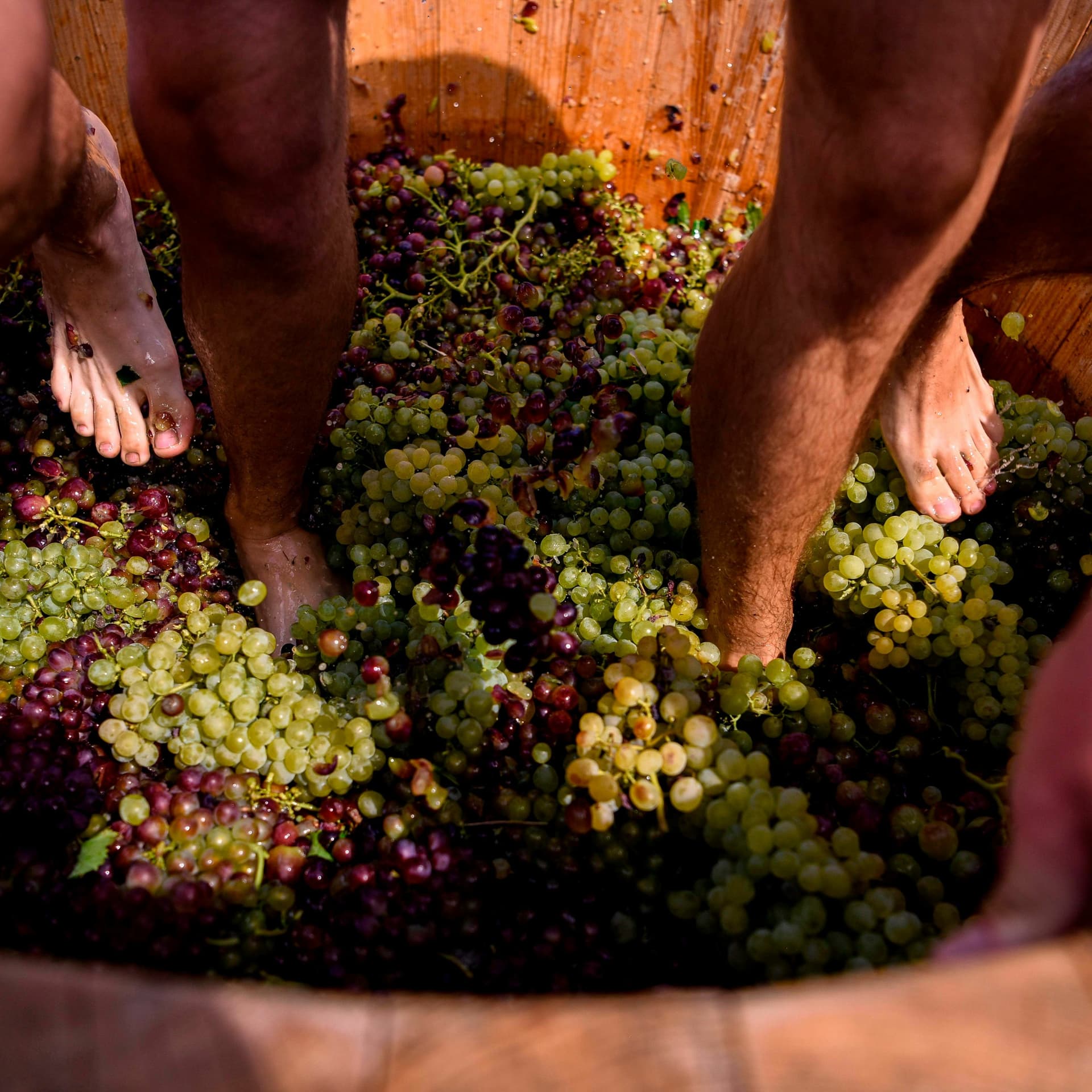 What's the deal with grape stomping? - The Morning Call Podcast cover