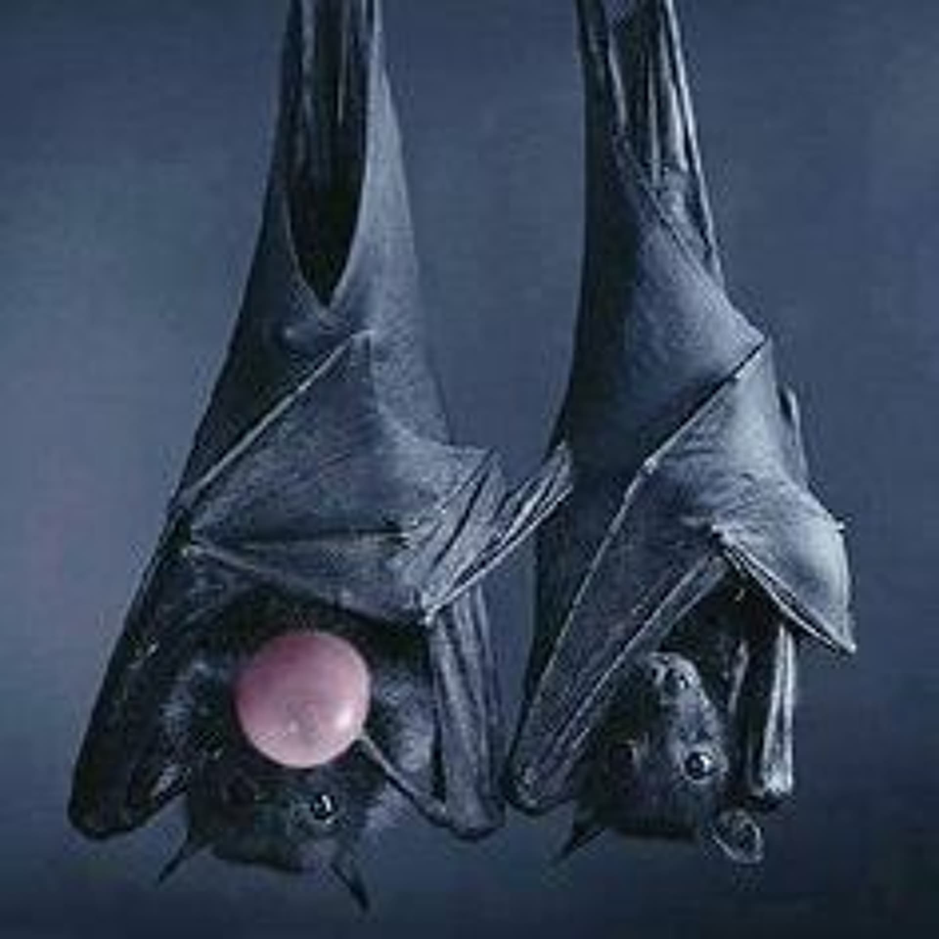 Black Pongs - Clan Balache . Electronica cover