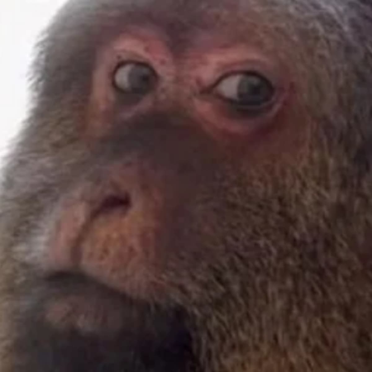 Nature - Savoyivok cover