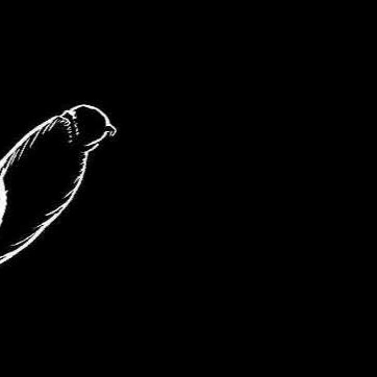 6.5 : iN LOVE iN PRiSON - At Night I Fly cover