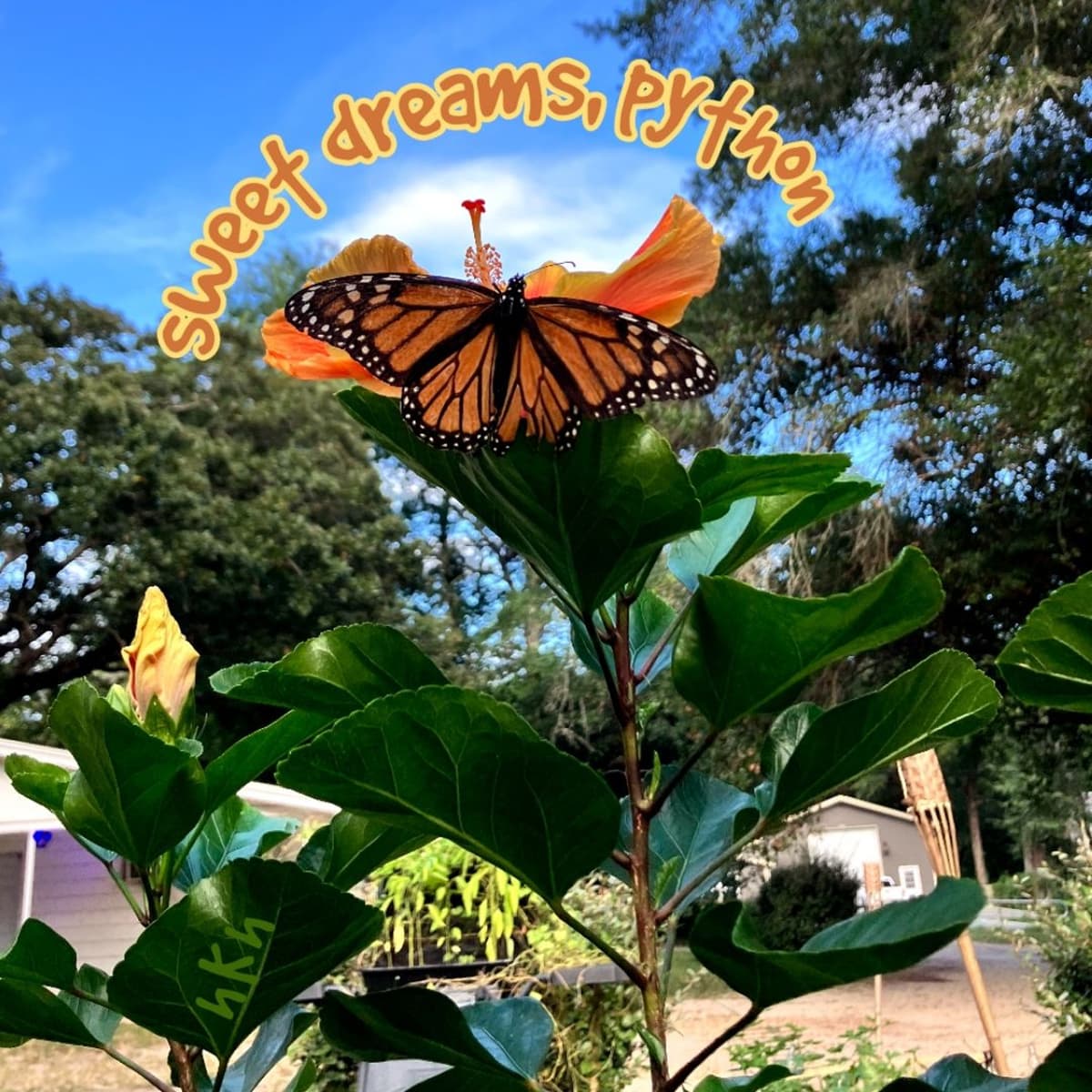 sweet dreams, python - hKh cover