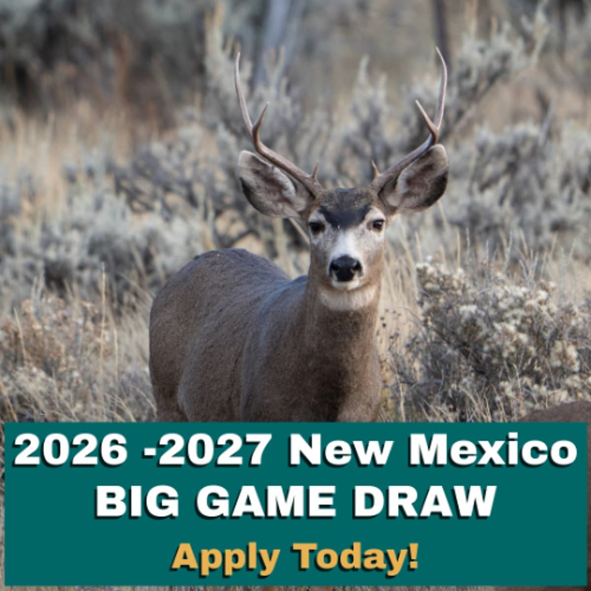 Episode 43: Big Game Draw 101 - How the System Works - New Mexico Wildlife Podcast cover