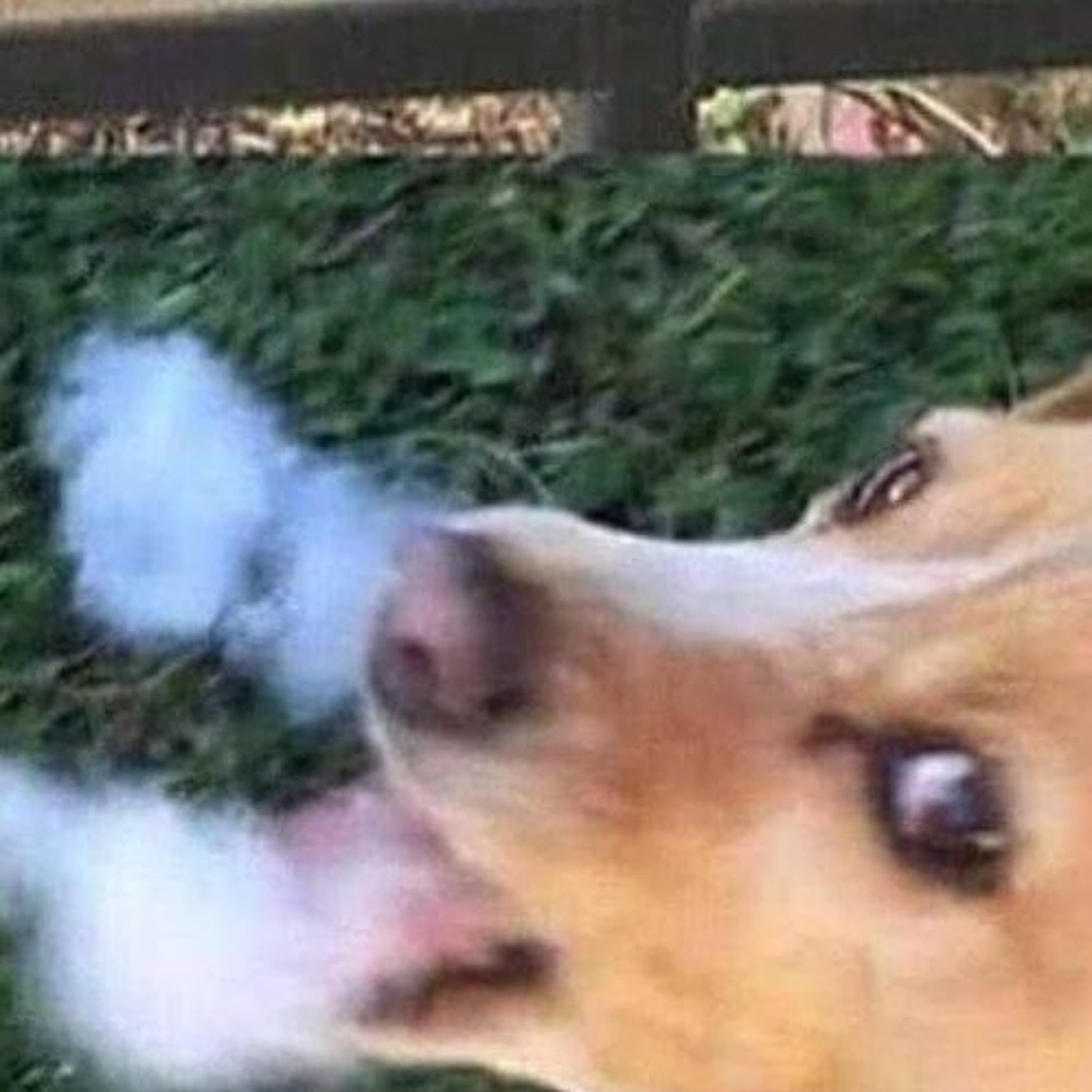 Doggy Smoke - Nic Nash cover