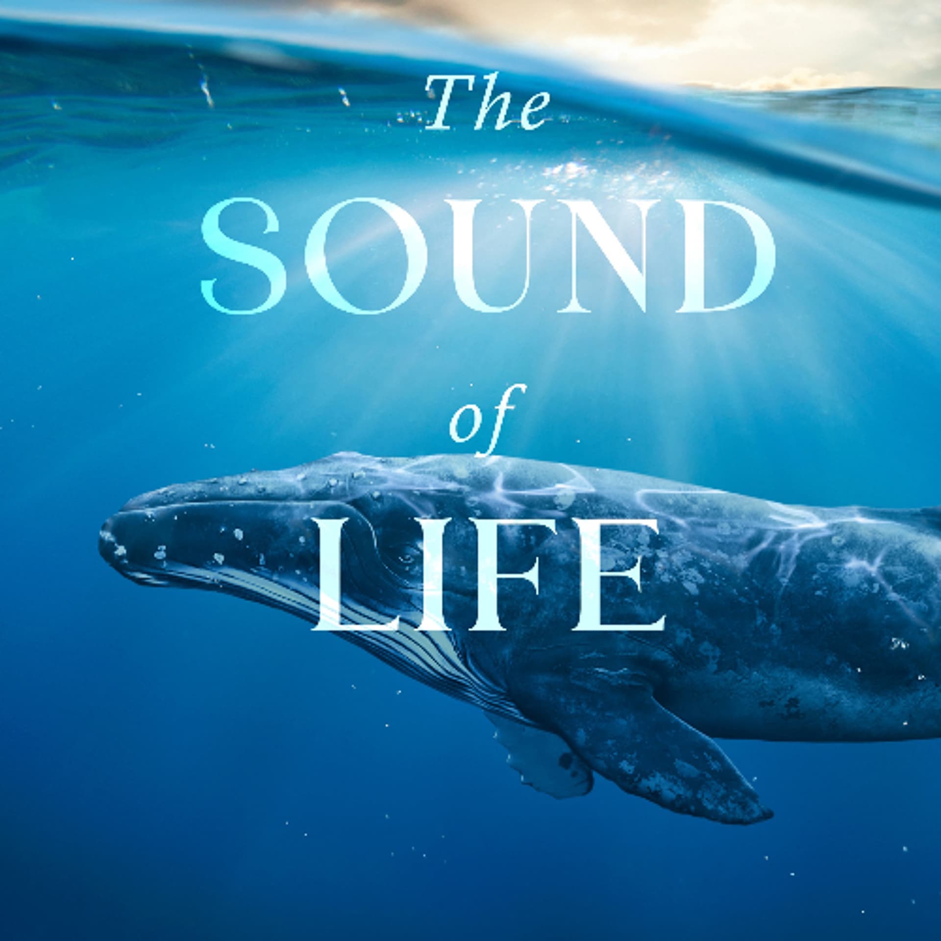 Episode 311-Interspecies Communication—Fantasy or Reality? - The Natural Curiosity Project cover