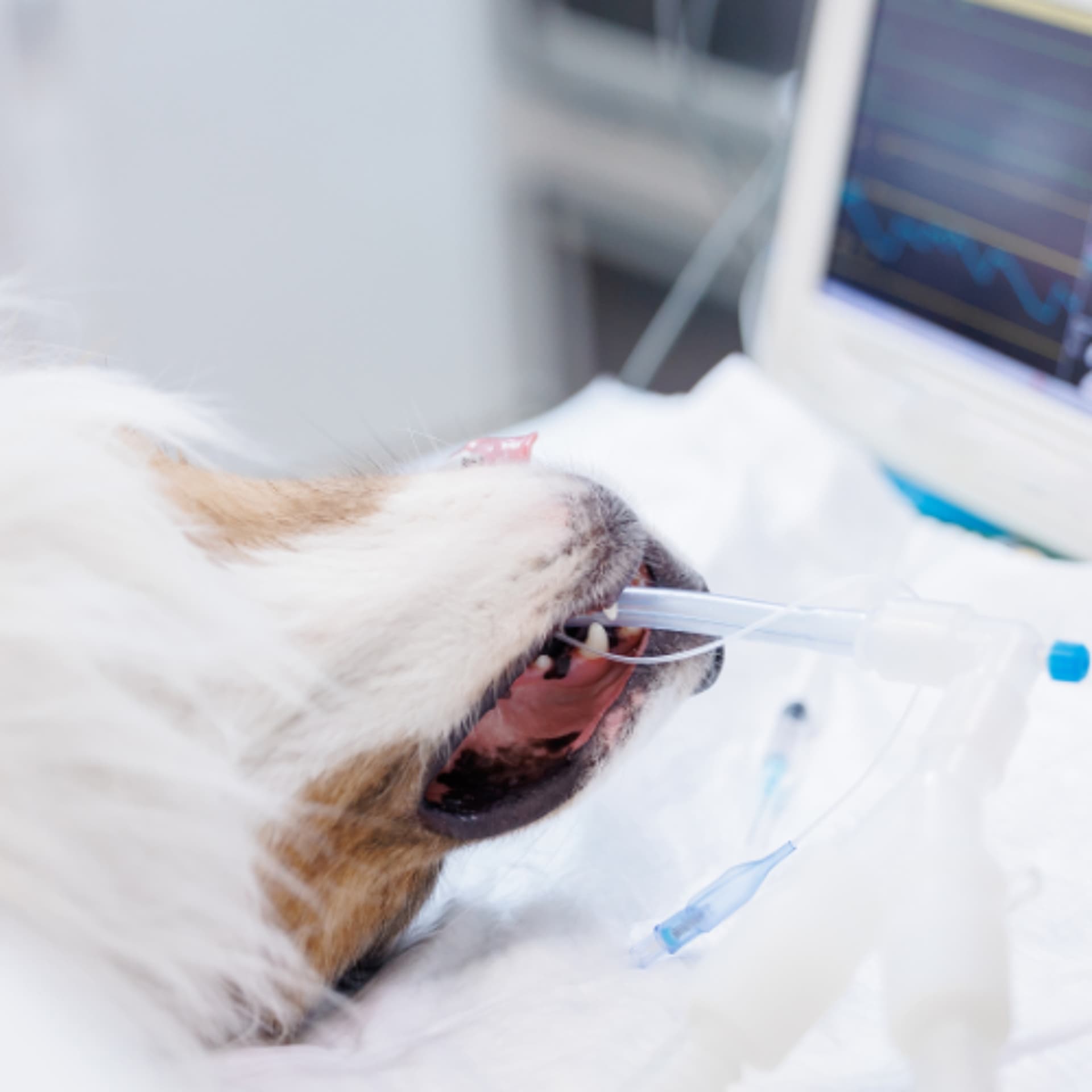 Cracking the Capnography Code - VetFolio Voice cover