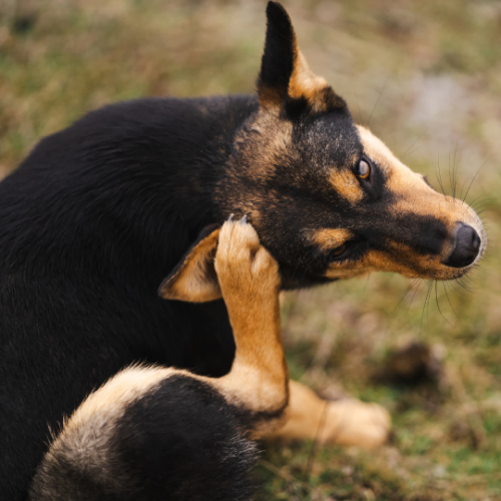 Canine Atopic Dermatitis: Cracking the Code in Diagnosis and Treatment - VetFolio Voice cover