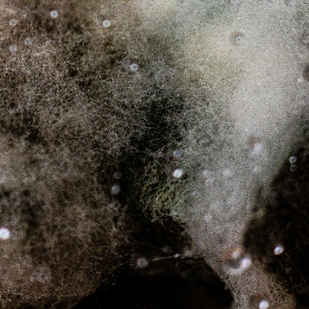 PREMIERE: Zuzana Hakl - Expiry Date - THE BRVTALIST cover