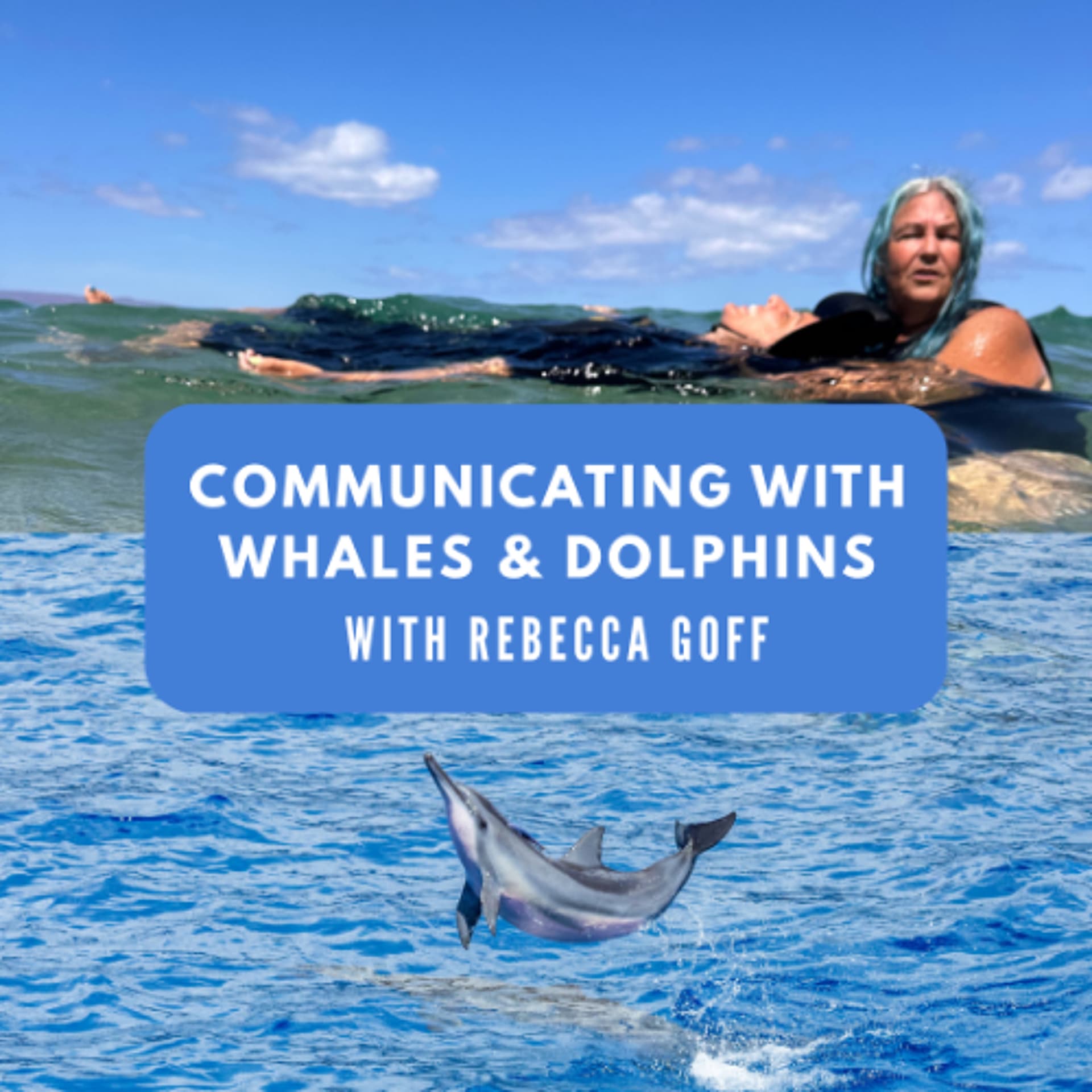 #173: Communicating with dolphins and whales with Rebecca Goff — Meathead Hippie cover