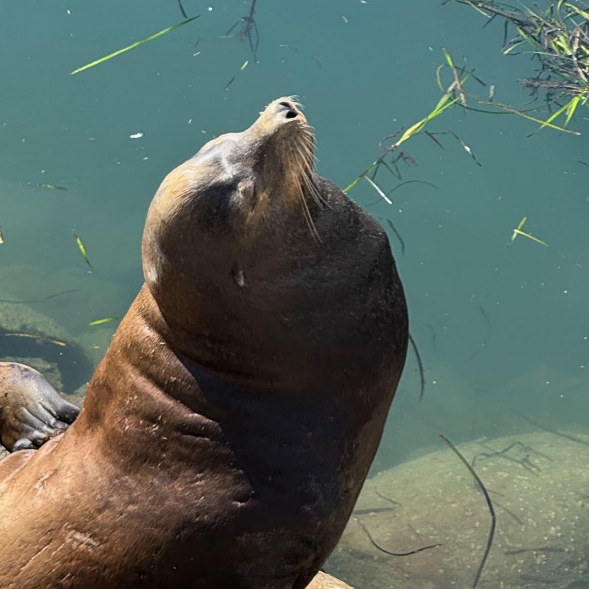 epic phagocytic zerstreut - dharmahum in a soundcloud cover