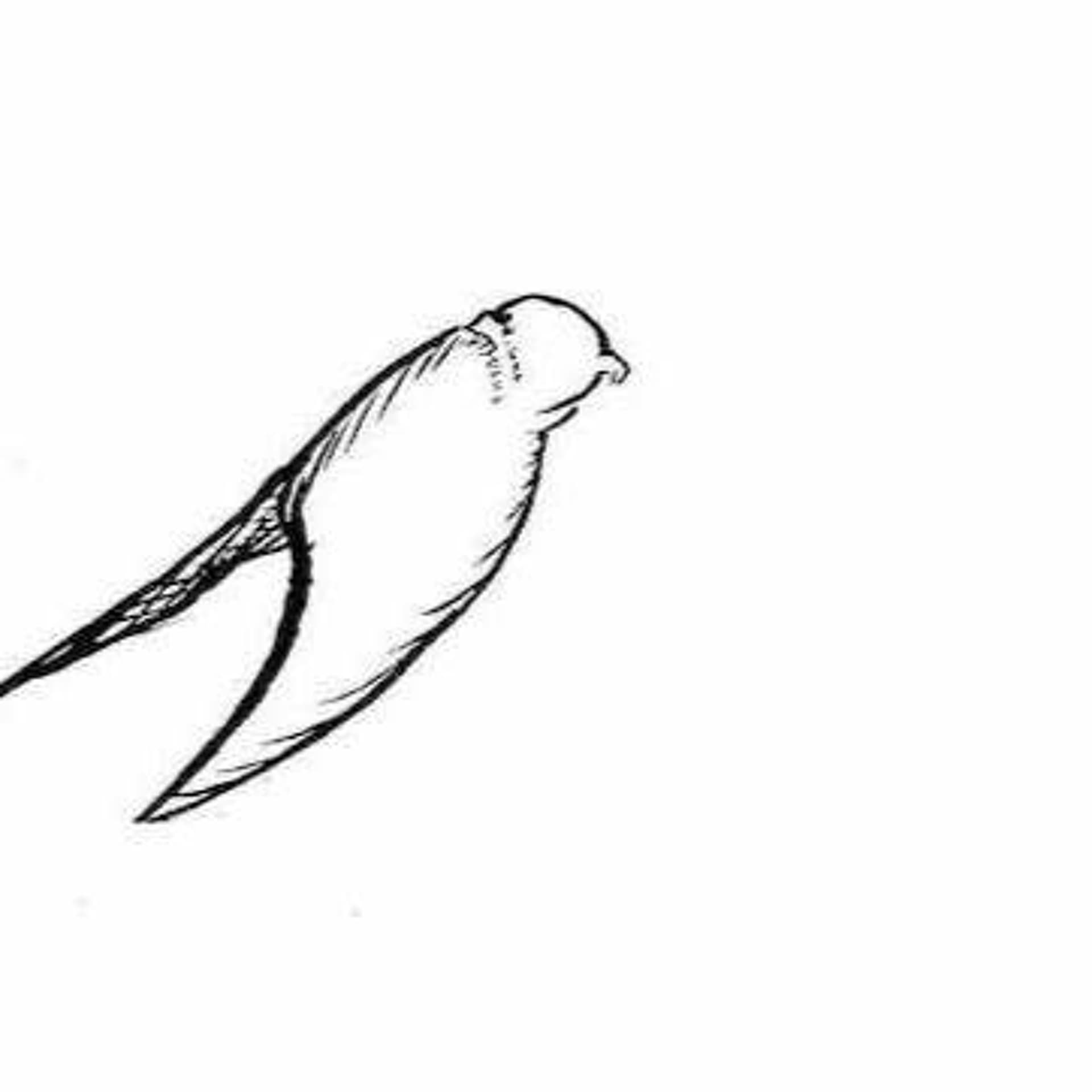 7 : ODE TO THE FLY - At Night I Fly cover