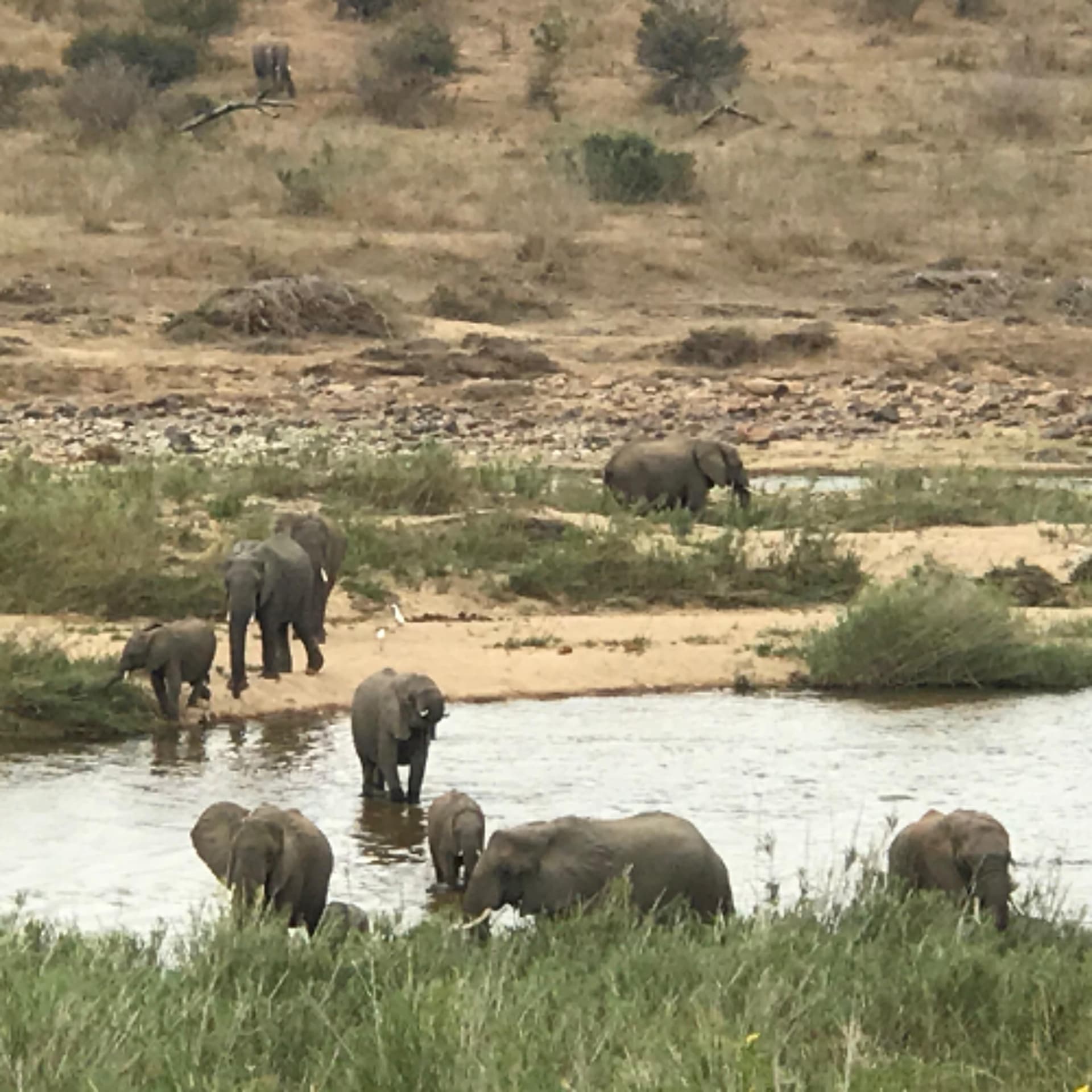 Urgent action required for rising elephant populations in KZN - Radio Islam cover