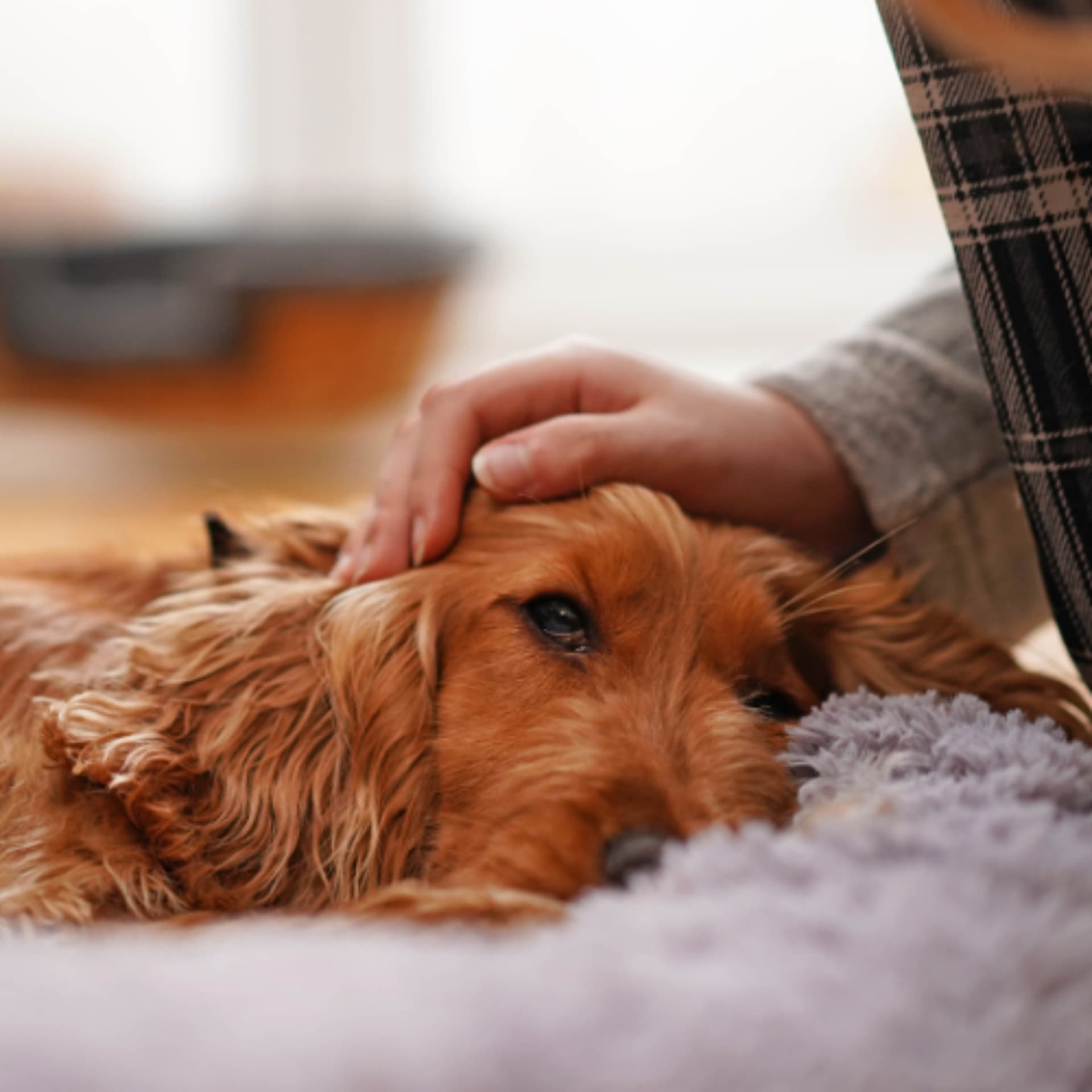 Gut Check: Recognizing and Managing Acute Onset Pancreatitis. - VetFolio Voice cover