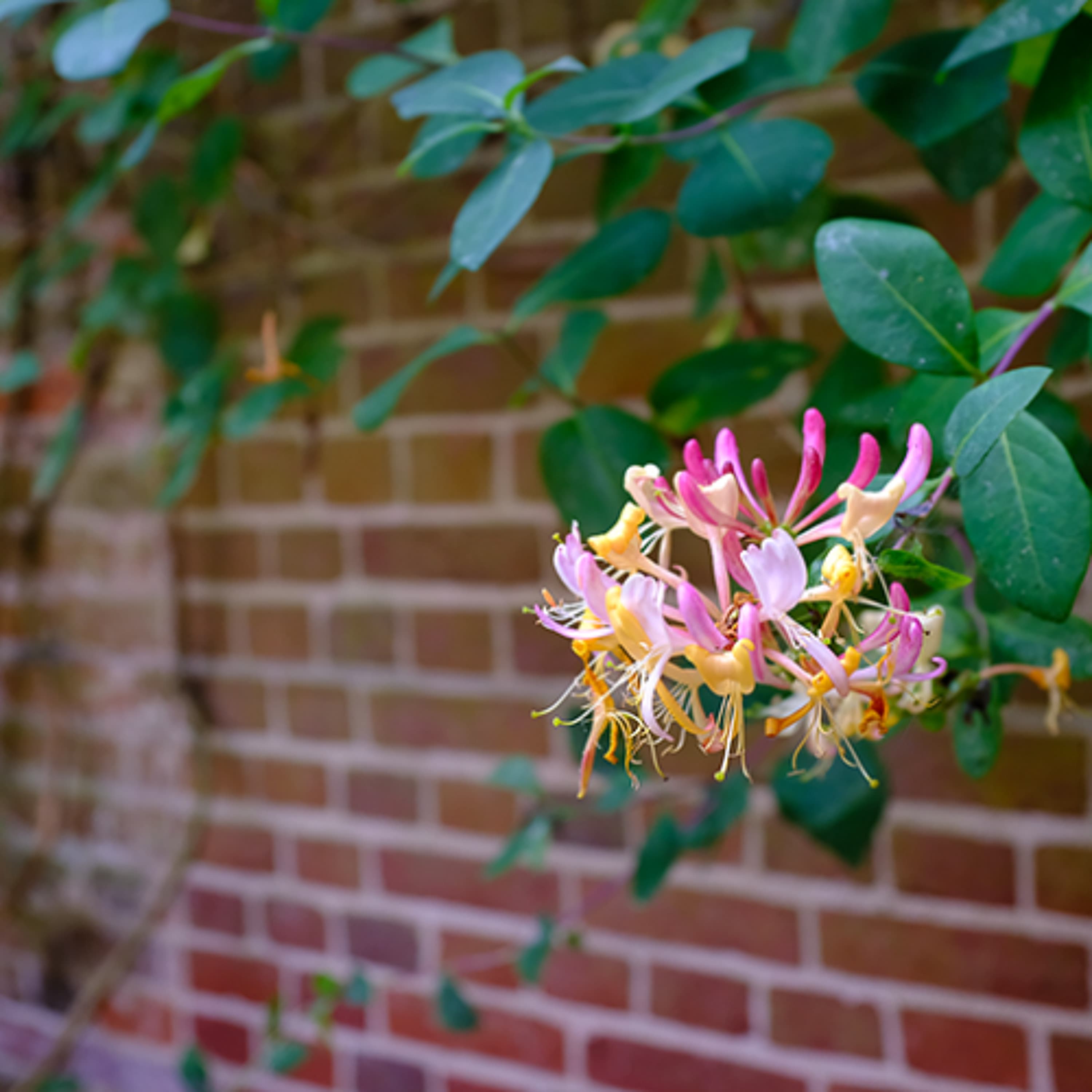 "A Sweet Smell" - J. Davy Crockett III - Tomorrow's World Commentary cover