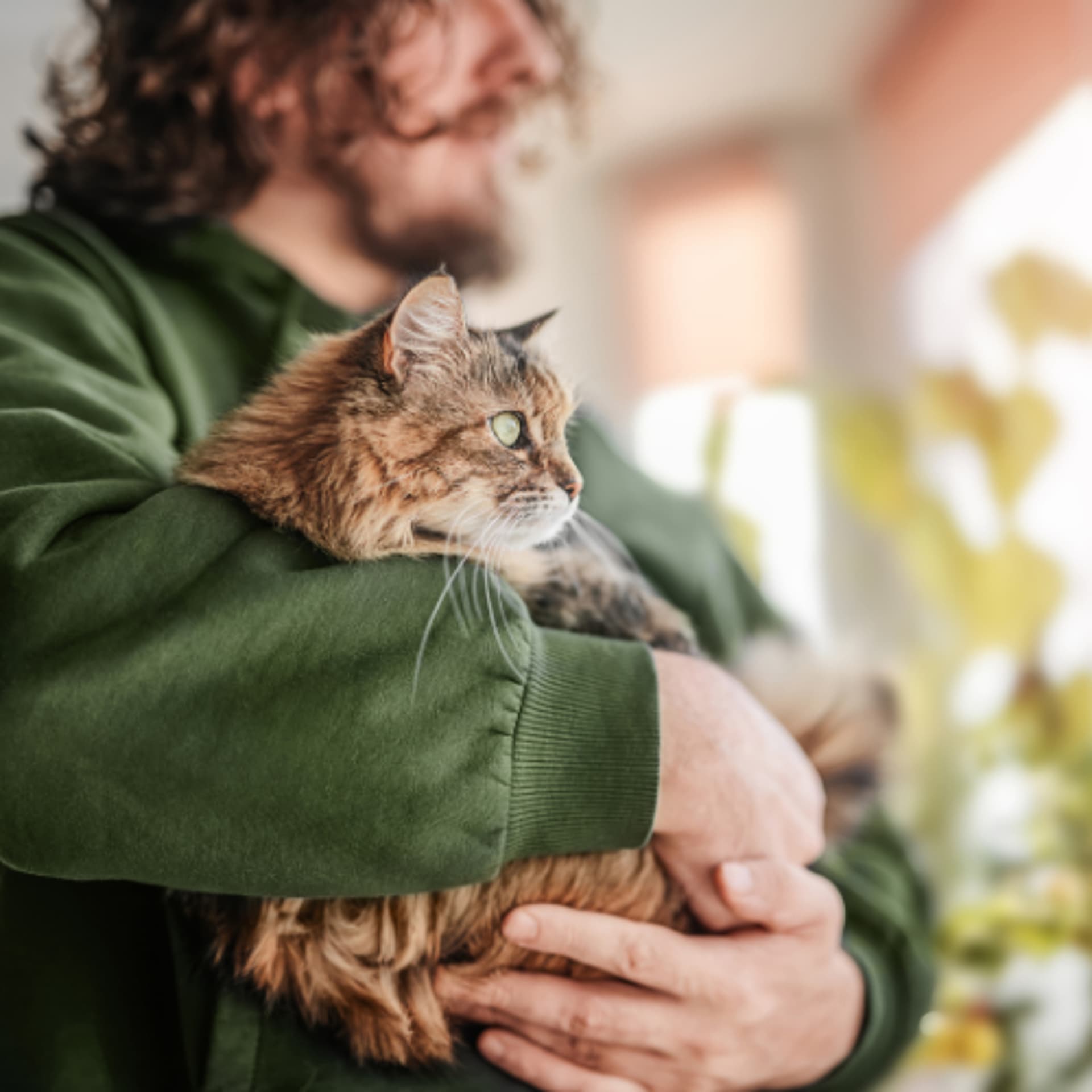 Spotlight on Feline HCM: New Breakthroughs in Management - VetFolio Voice cover