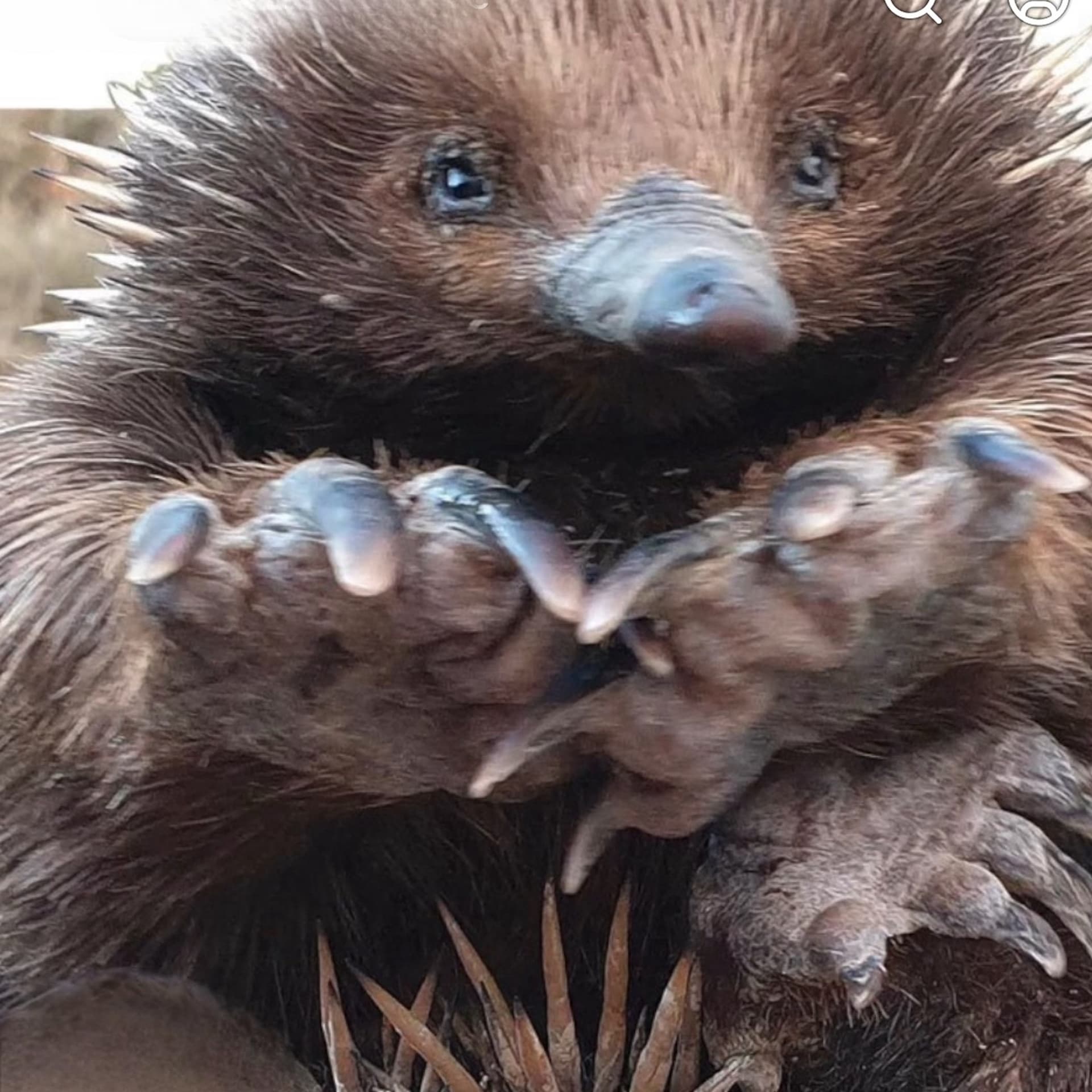 Emergency Powers (Inspired by “First They Came…”) 3.wav - Lo K vs Dj 21 cover