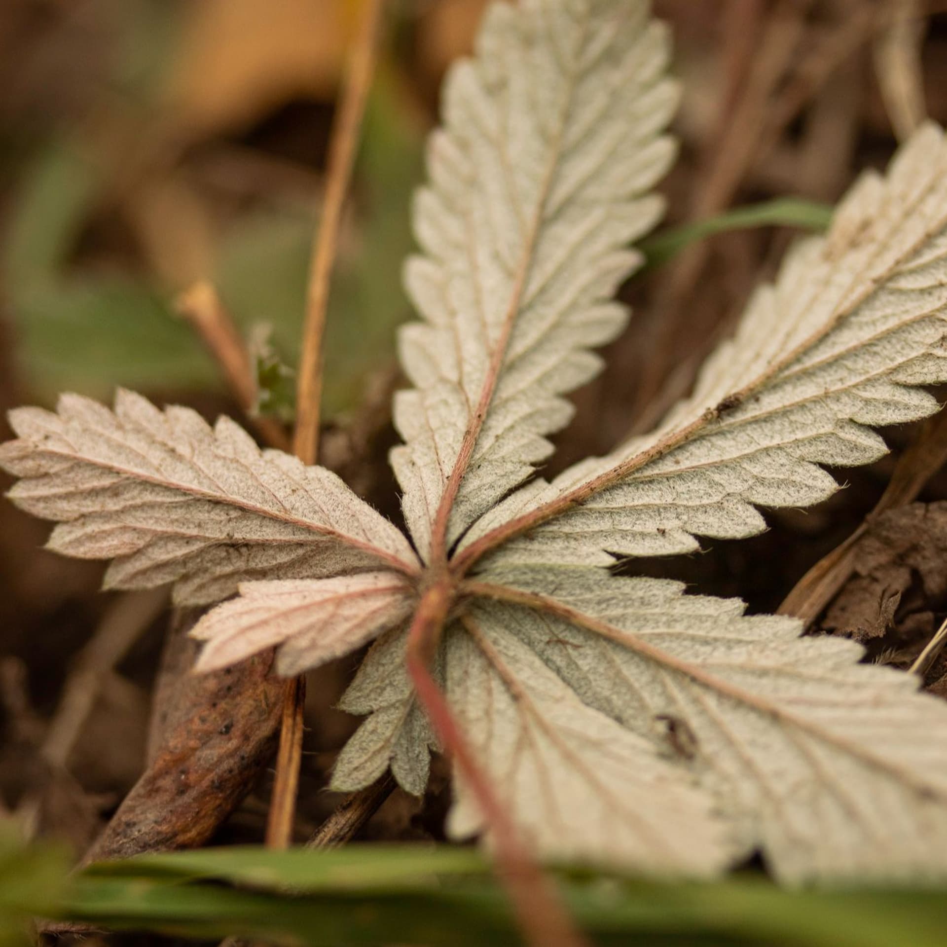 2025 Check in - Rusty's Escape Pod cover