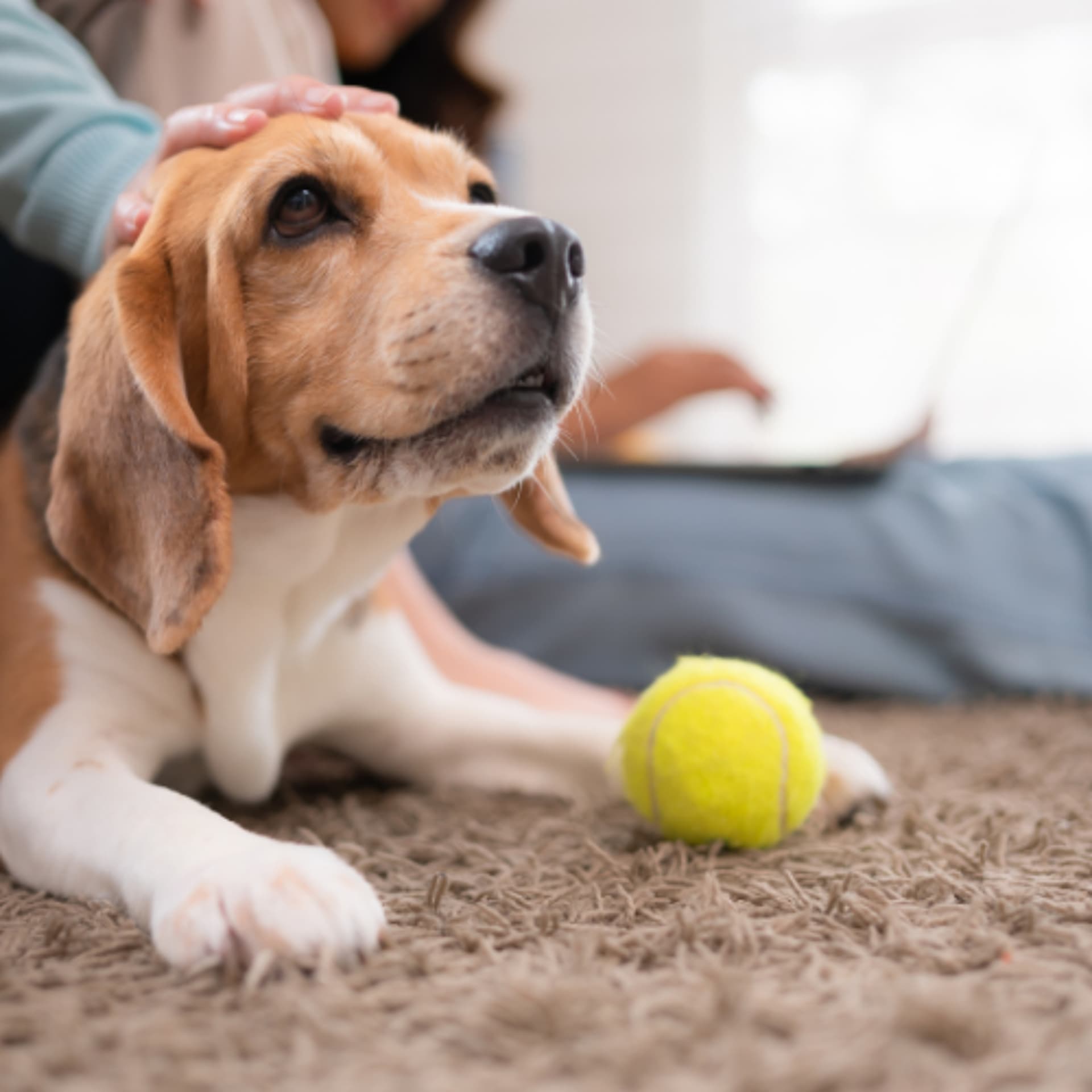 Healthy Aging: Nutritional Recommendations for Senior Dogs and Cats - VetFolio Voice cover