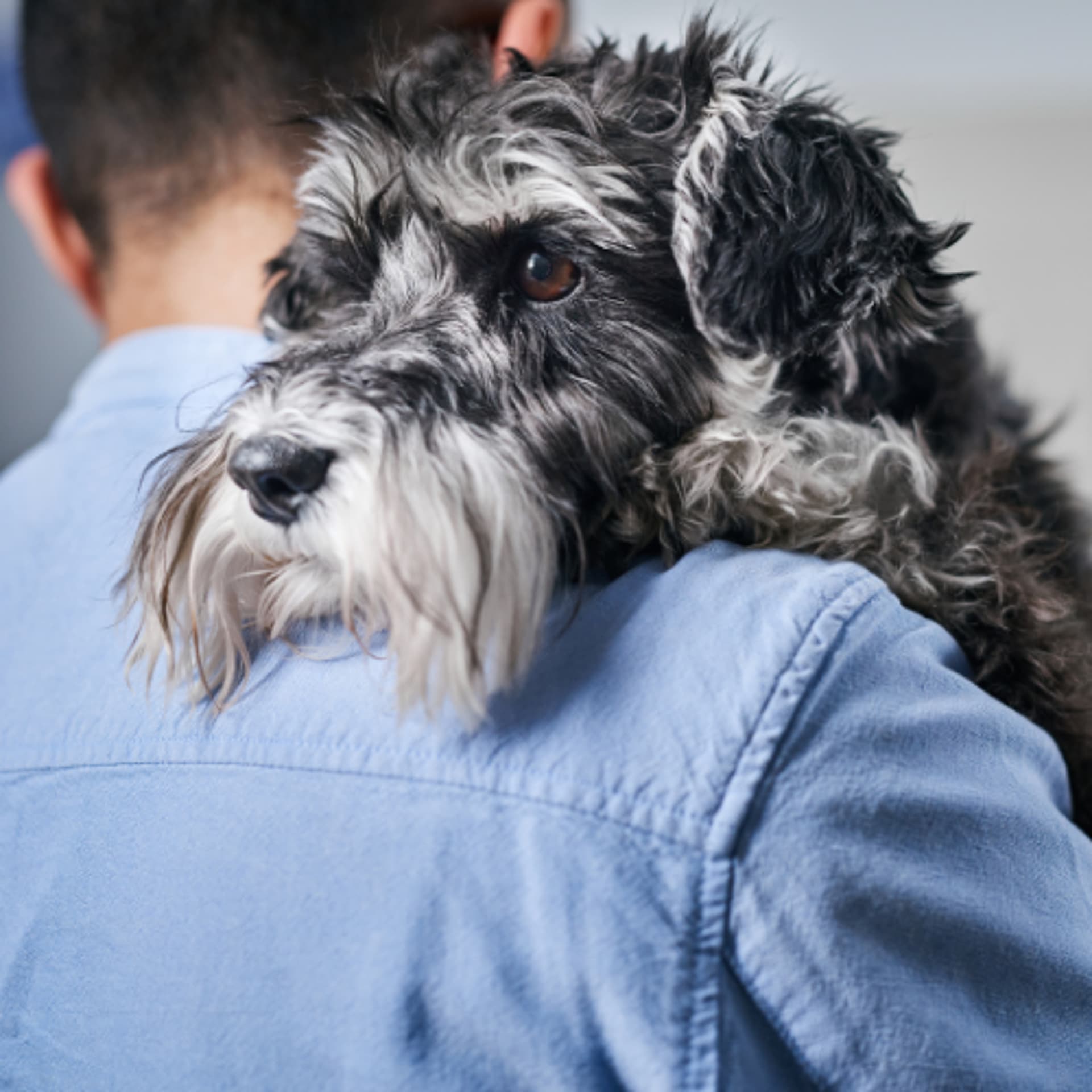 Treating Bacterial Pneumonia in Dogs and Cats - VetFolio Voice cover