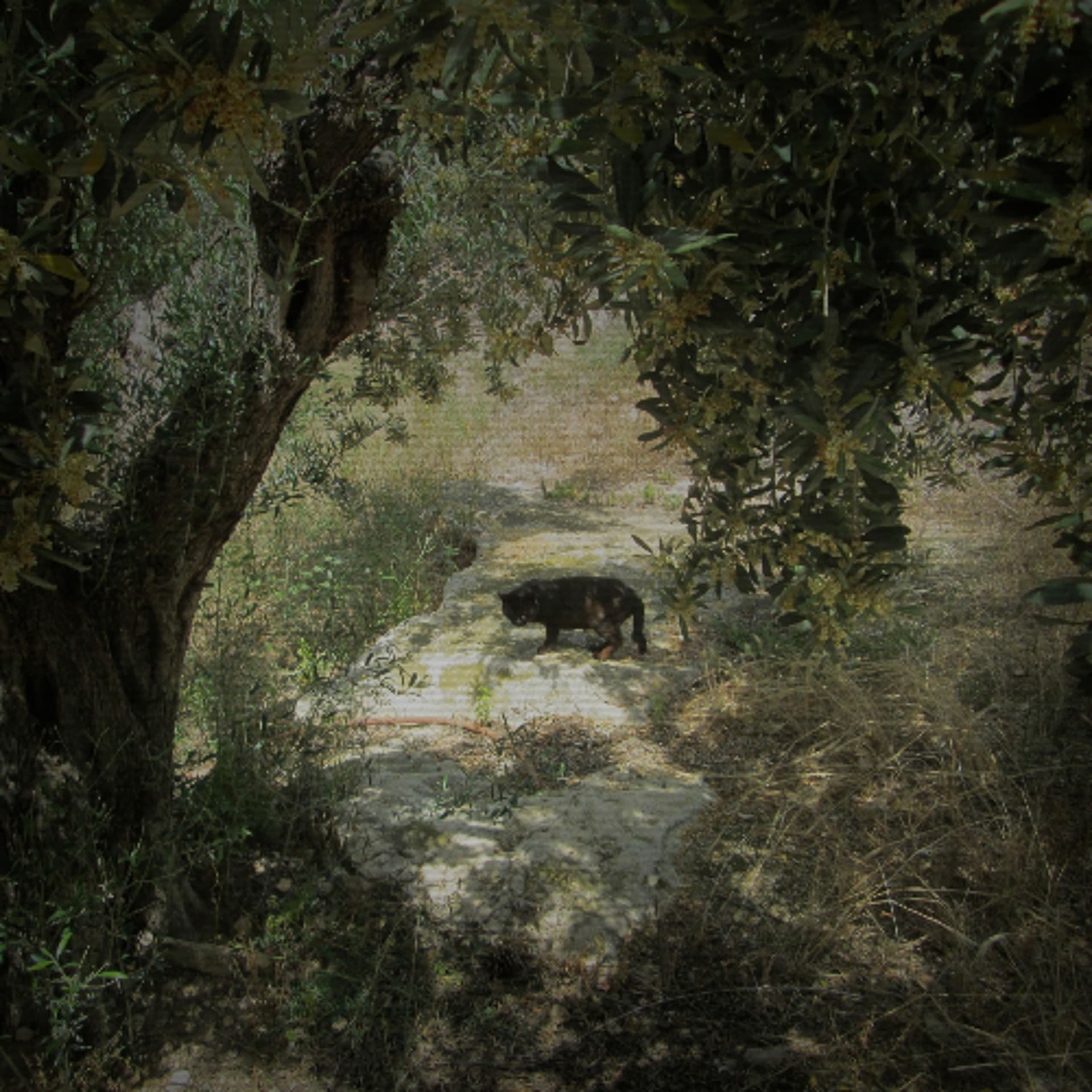 Towards the Temple of the Black Cat - Unknown Pseudoartist cover