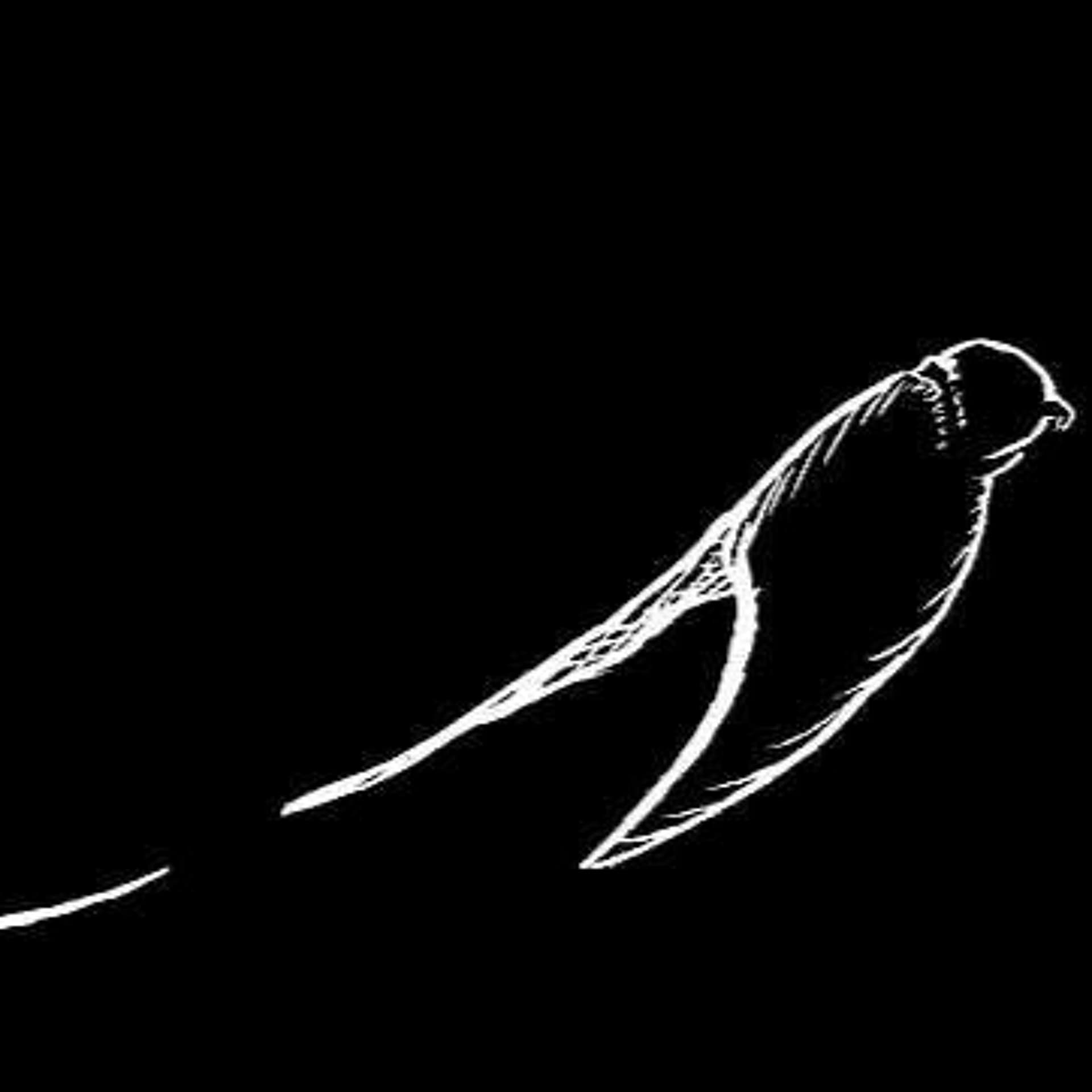 2.5 : QUESTiONS FOR SPOON - At Night I Fly cover