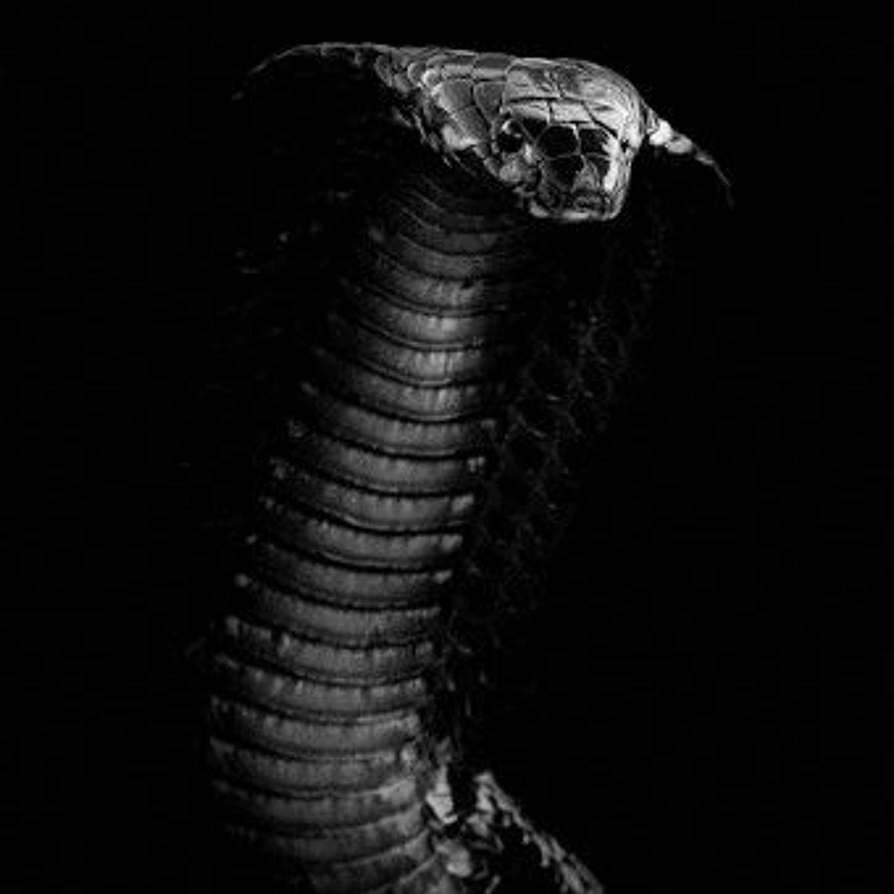 AzzA - Snakey - 7XHNNY cover