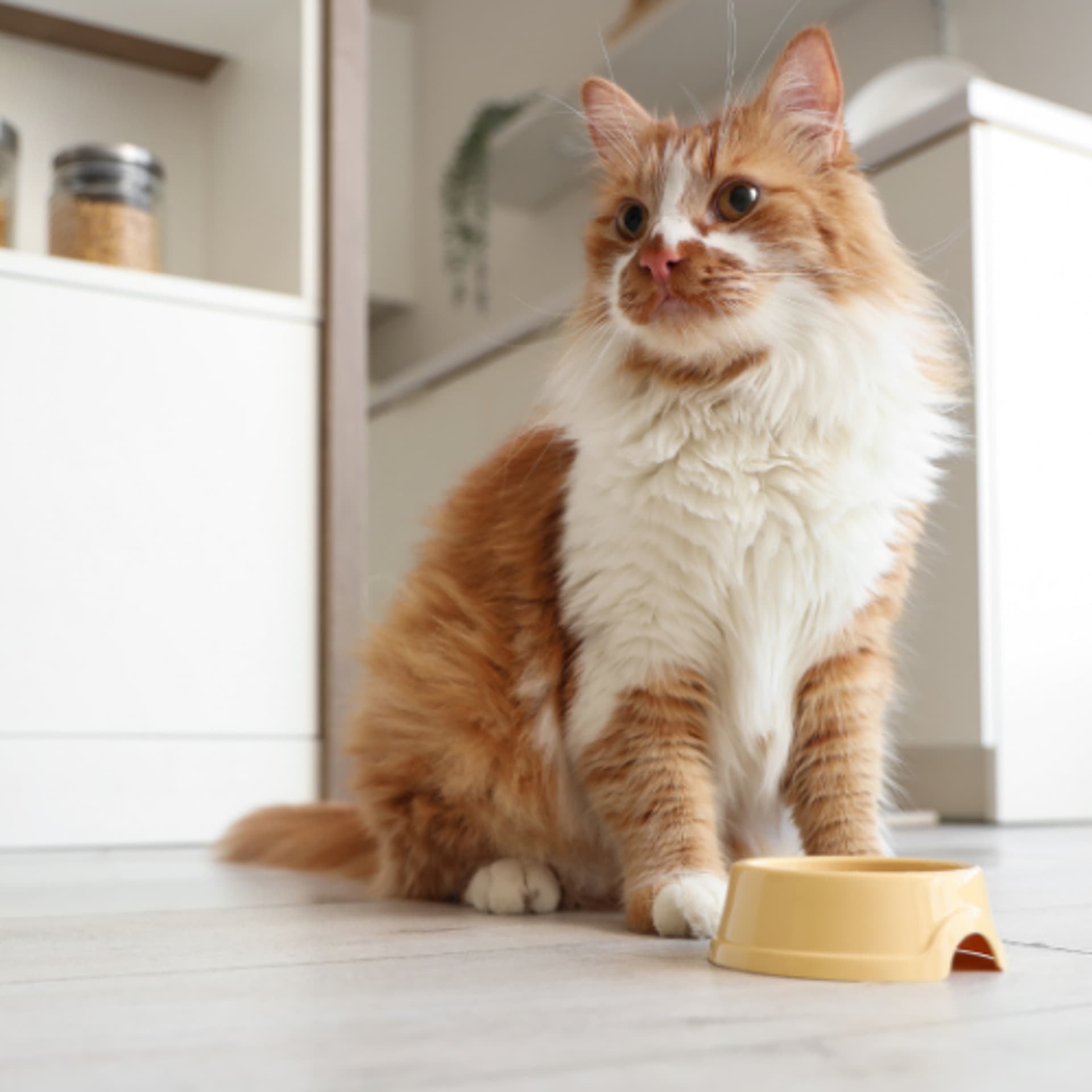 Optimizing Feline Nutrition: Key Elements to Improve Nutritional Intake - VetFolio Voice cover