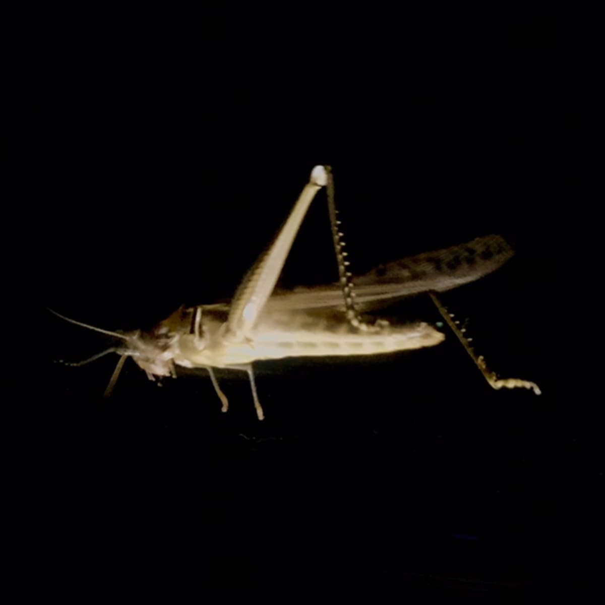 Provoked - >GASTON< cover