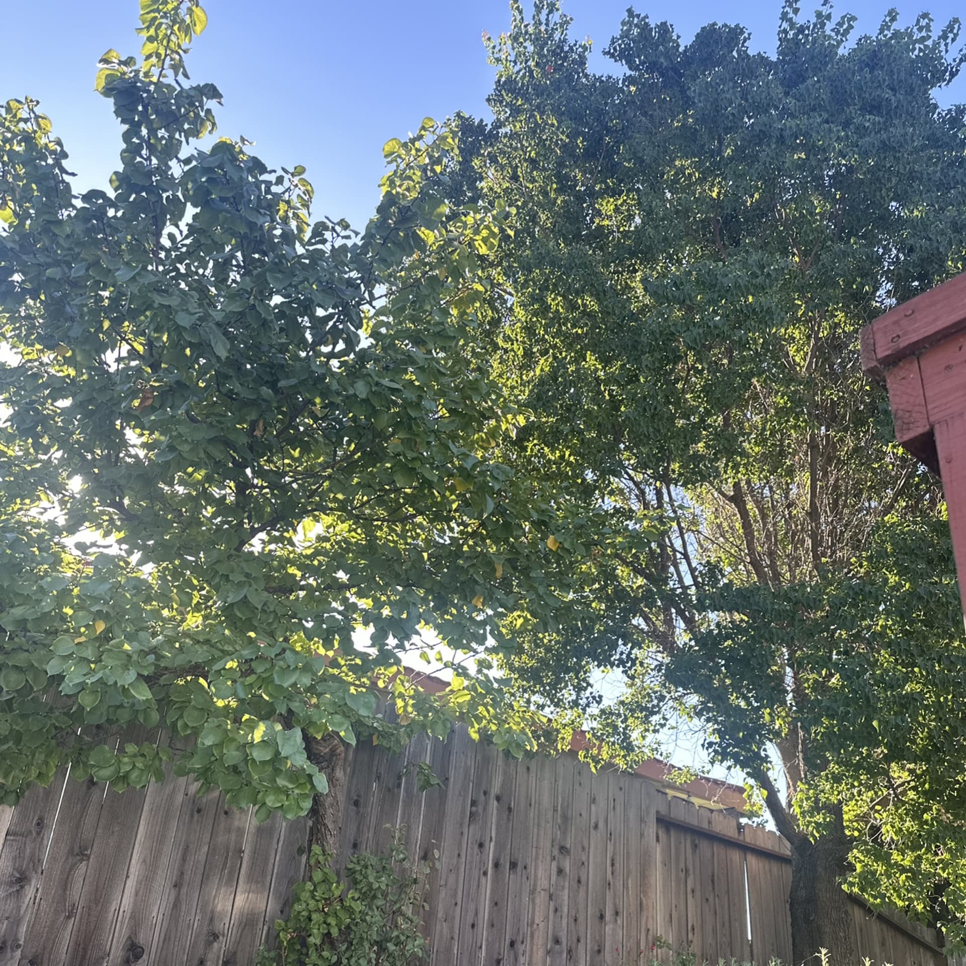 2.6.25 Sweet Magnolias and my lost mind — Radio Therapy with the Sovereign Queen cover
