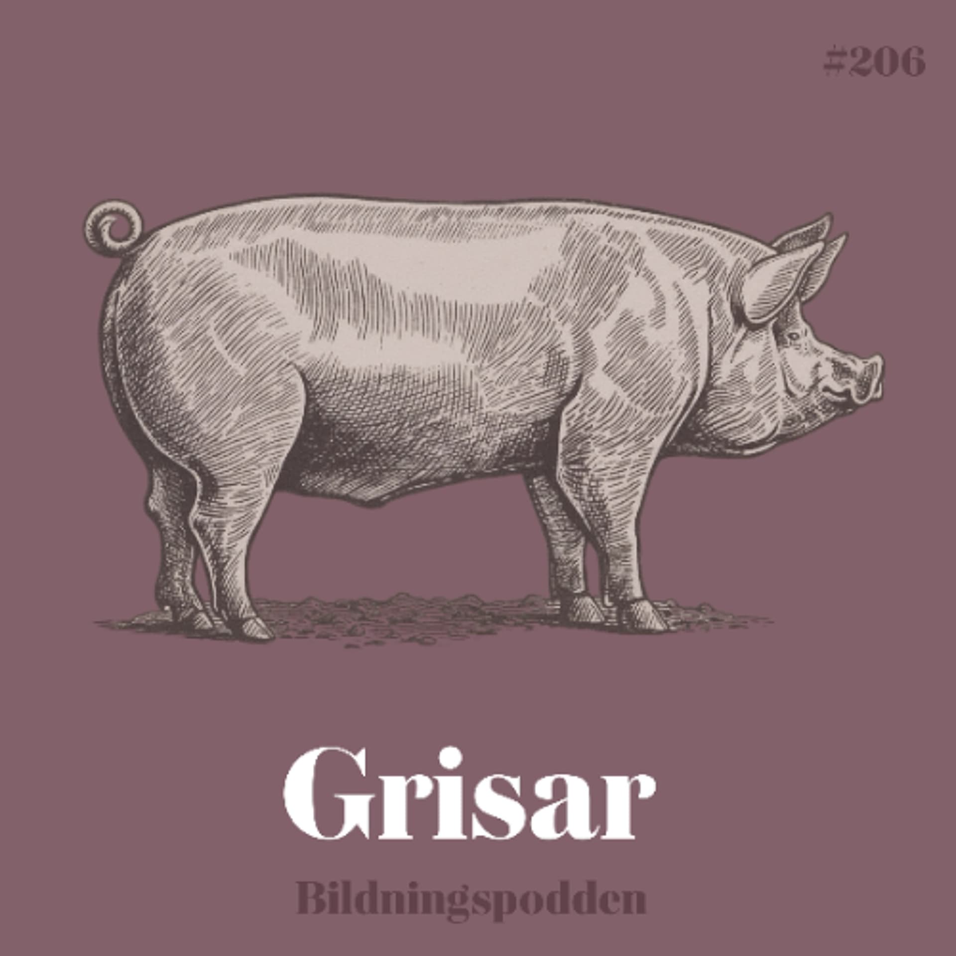 #206 Grisar - Bildningspodden cover