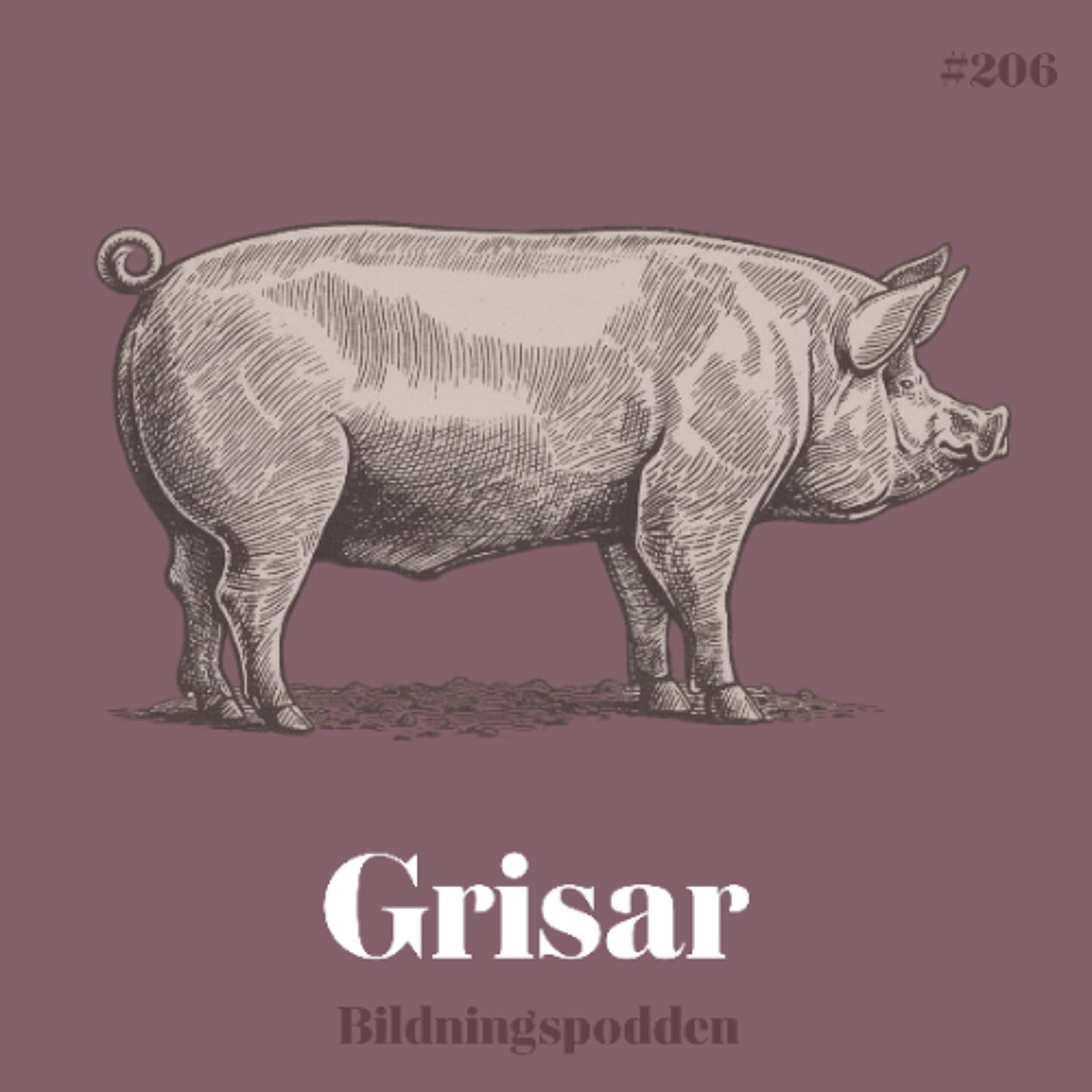 #206 Grisar - Bildningspodden cover