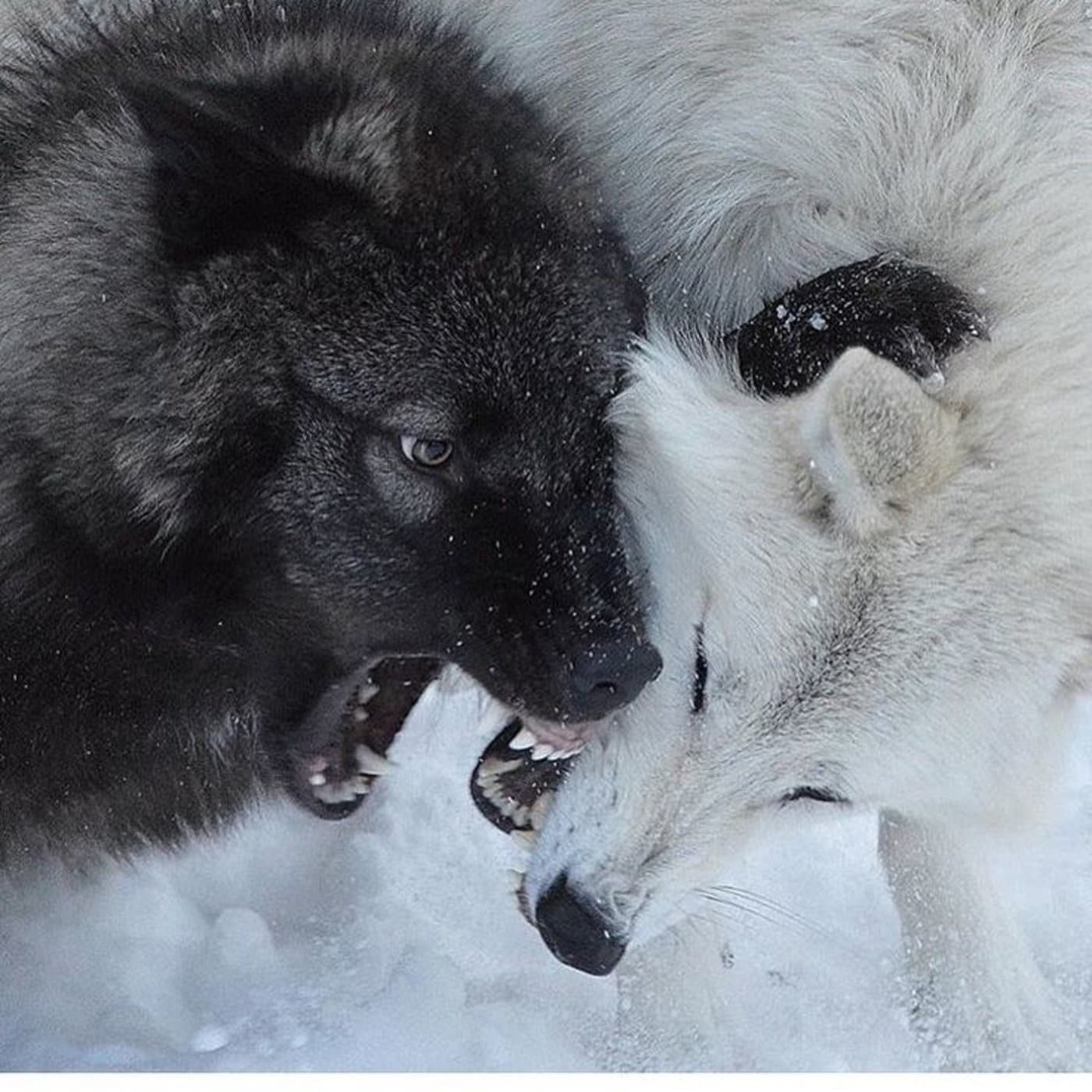 Domesticated Predators cover