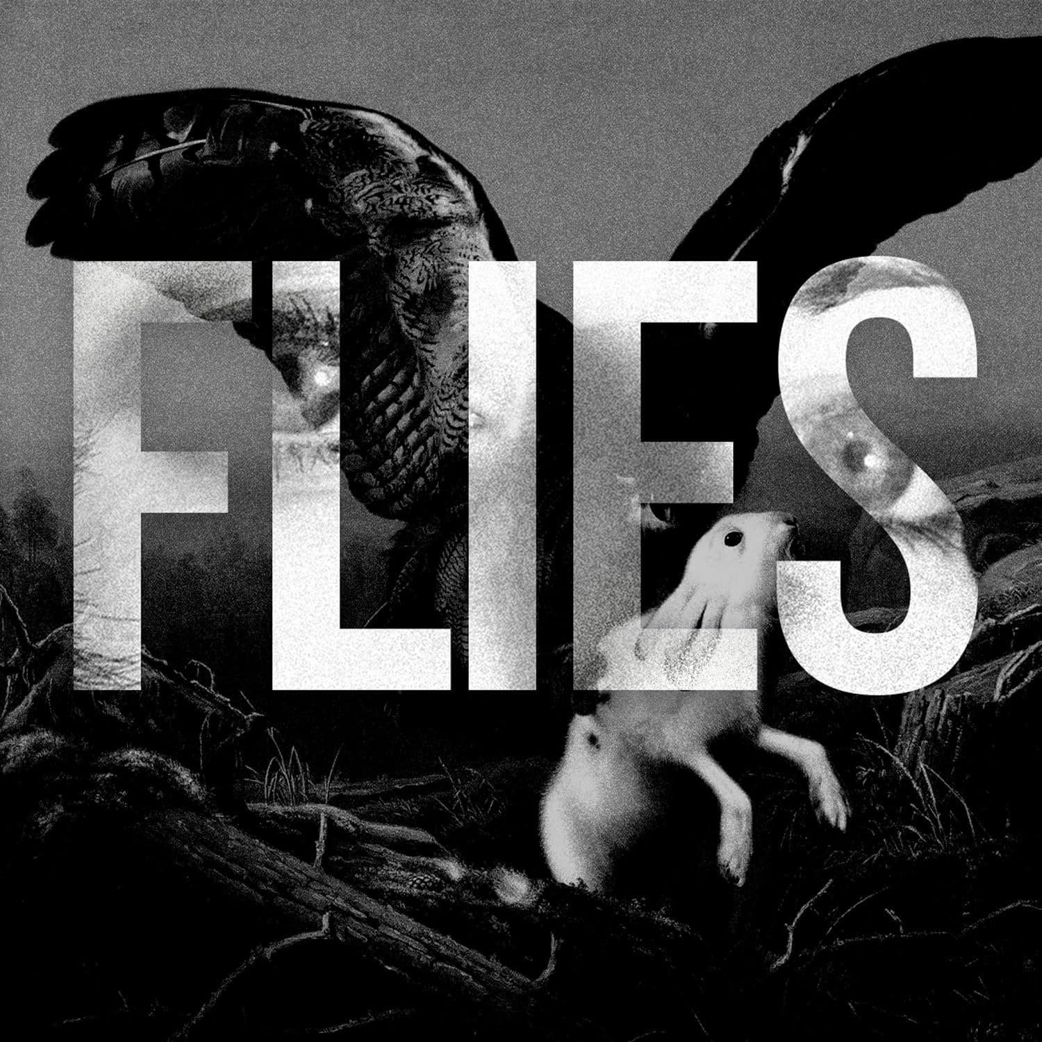 Flies cover