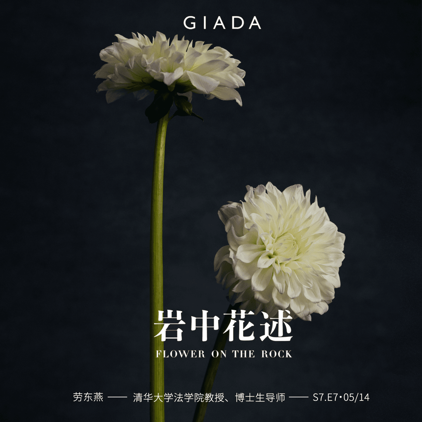 S7E7 鲁豫对话劳东燕 | 敢于面向黑暗，恰因此心光明 - 岩中花述 cover