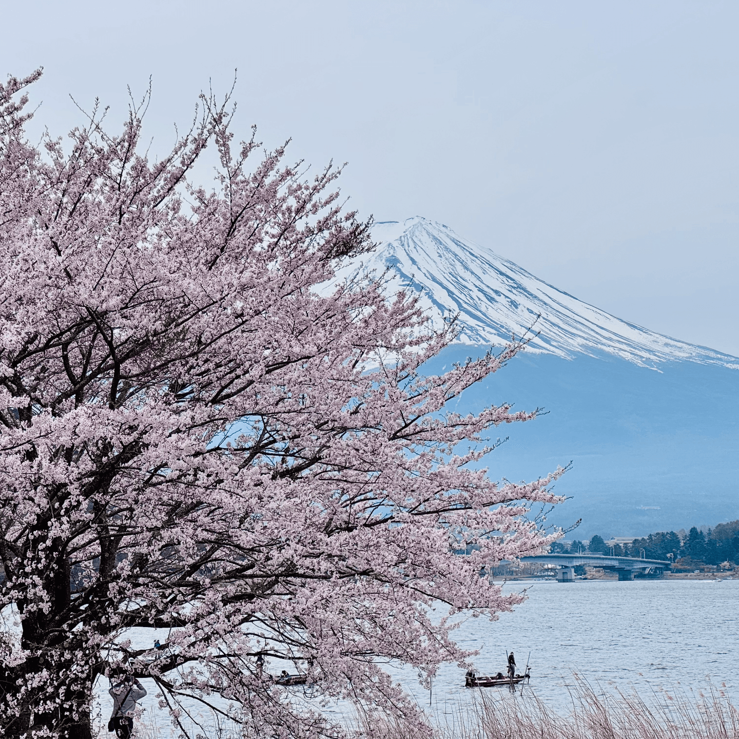 四月物语：宫古岛奇幻之旅、富士山绝景花火、镰仓啤酒花园和议员选举、后翼弃兵 - 犬生活 cover
