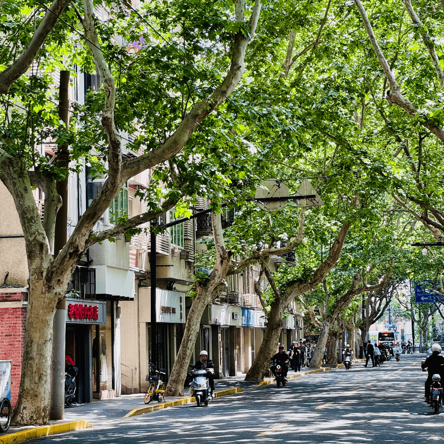 五月物语：油炸绿番茄&彩排、狂喜播客节、上海酒吧推荐、五条人&苏打绿演唱会 - 犬生活 cover