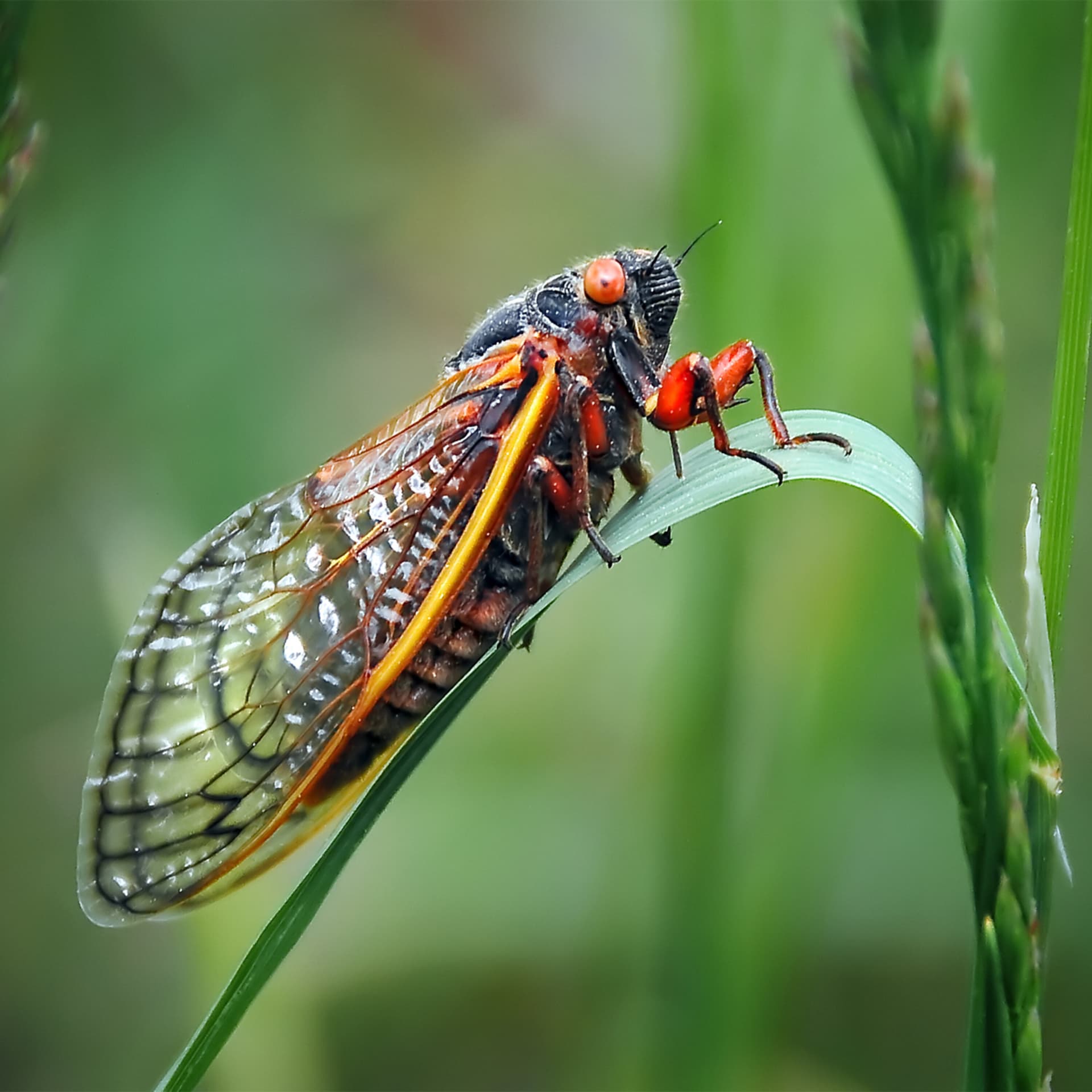 Trillions of cicadas will blanket the Midwest this spring. And for some people, that means dinner is served - The Daily J cover