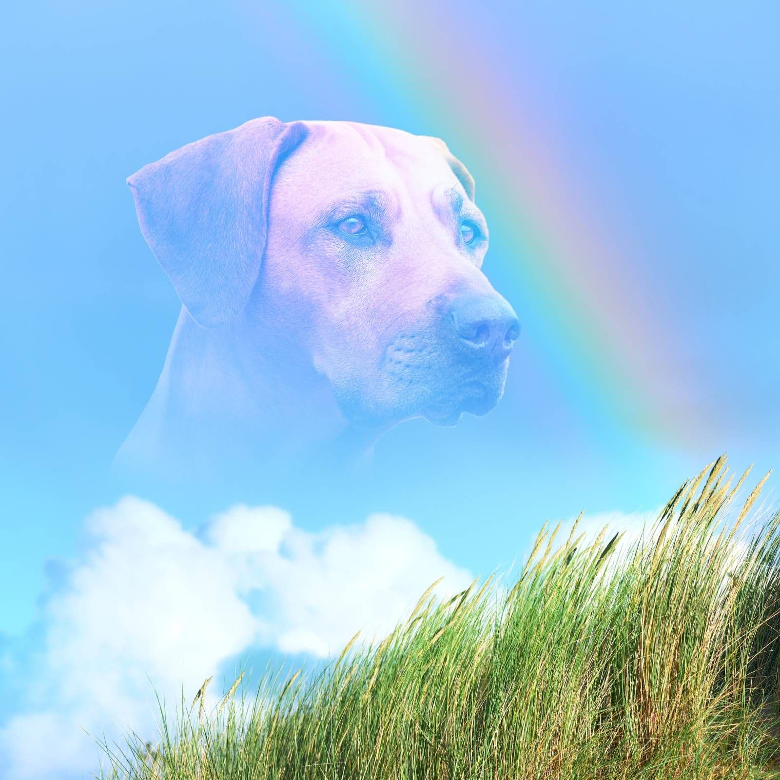 Espacio en blanco - Espíritus de mascotas - 22/02/26 - Espacio en blanco cover