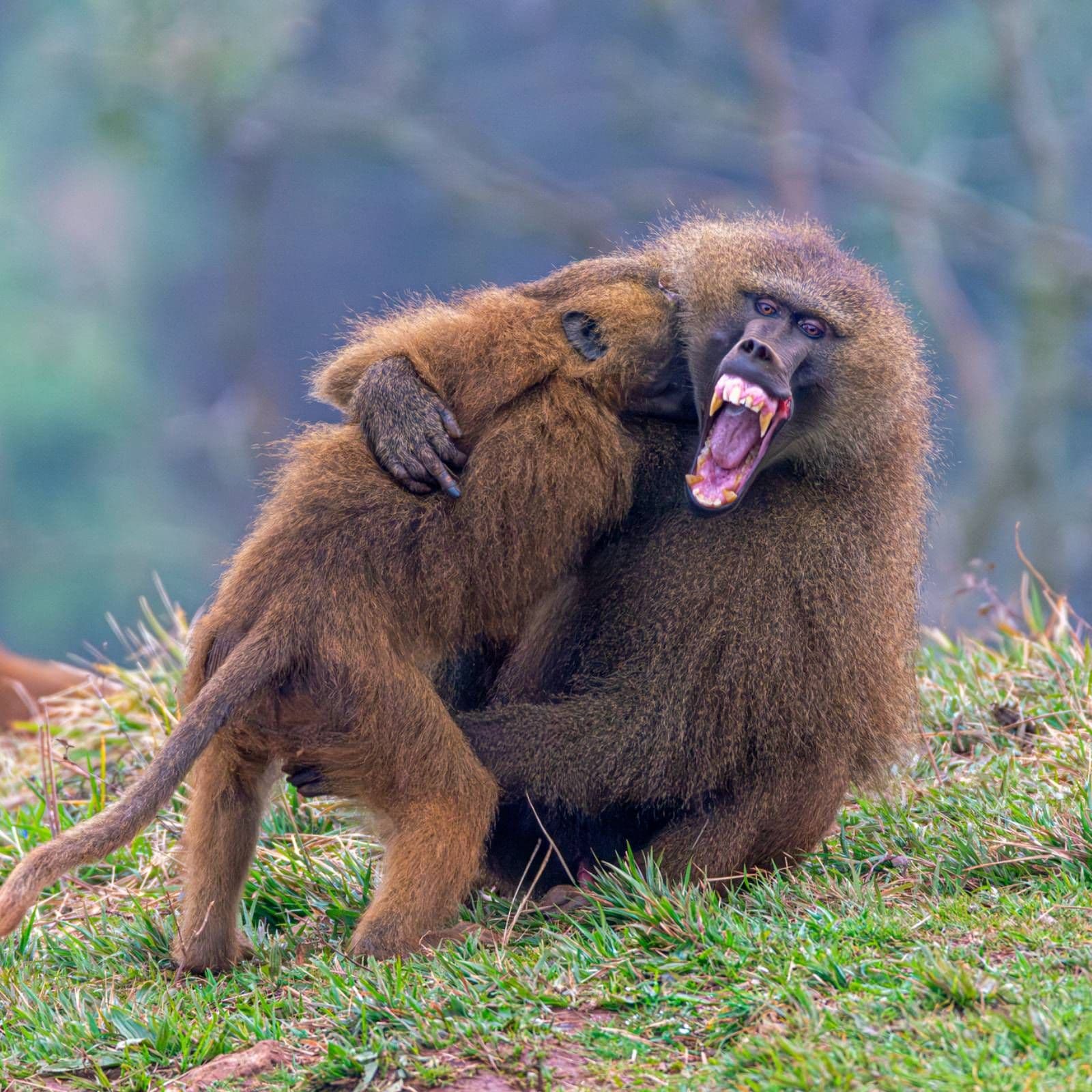 Espacio en blanco - Guerra de simios - 08/03/26 - Espacio en blanco cover