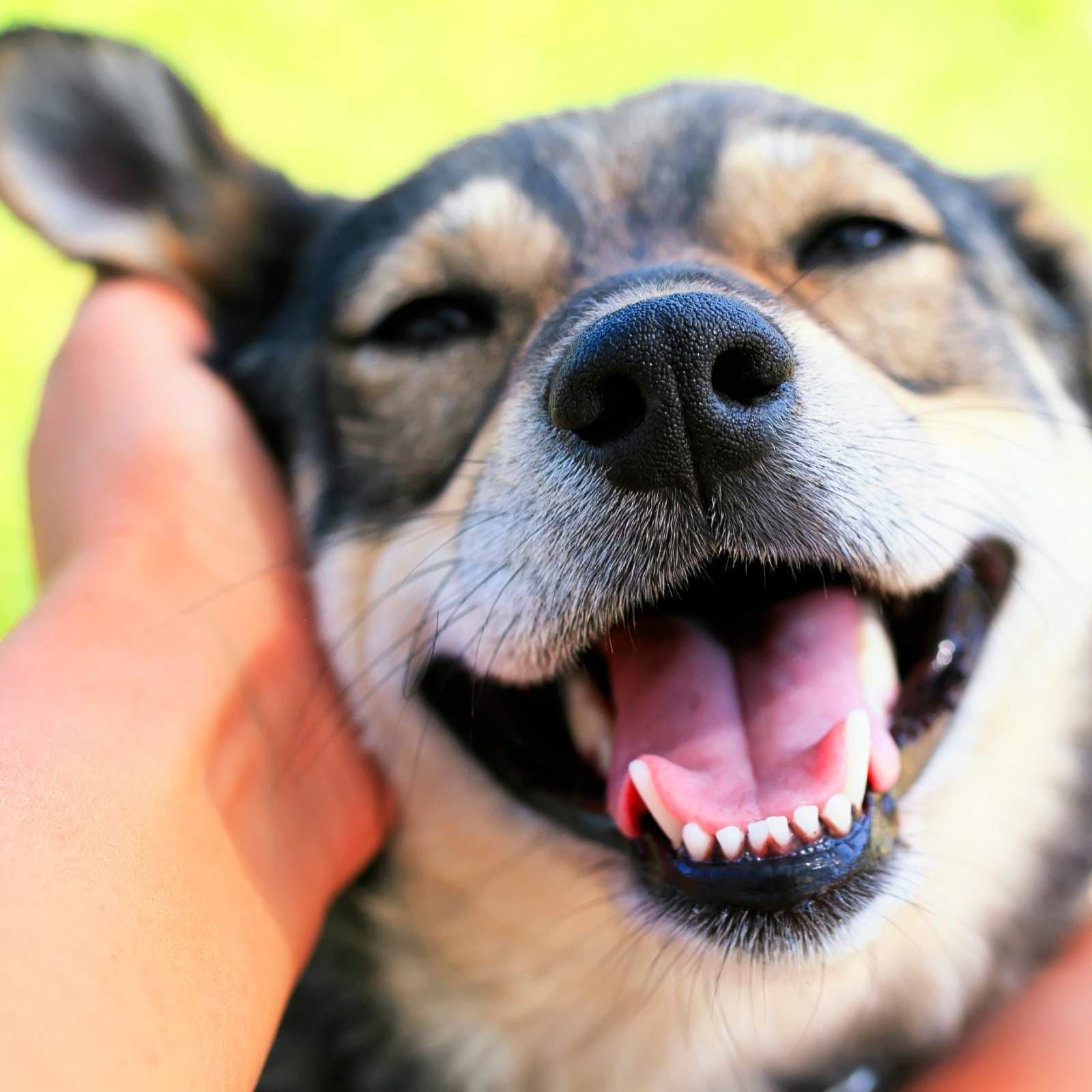 Documentos RNE - Perros y humanos, un pacto de amistad - 13/04/26 - Documentos RNE cover