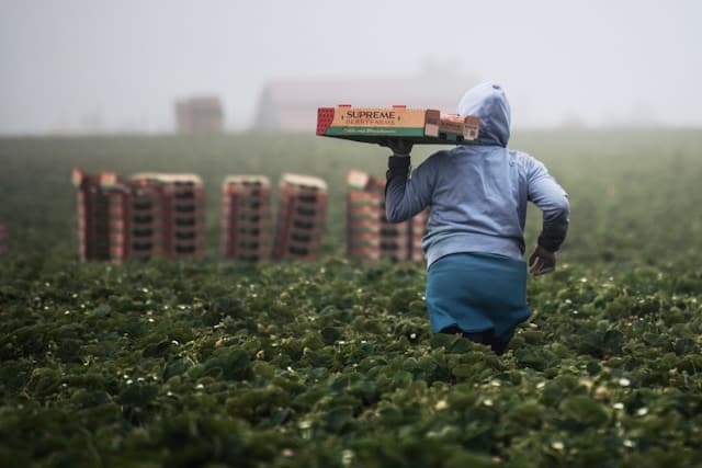 United Farm Worker Rank and File - KPFA - Against the Grain cover