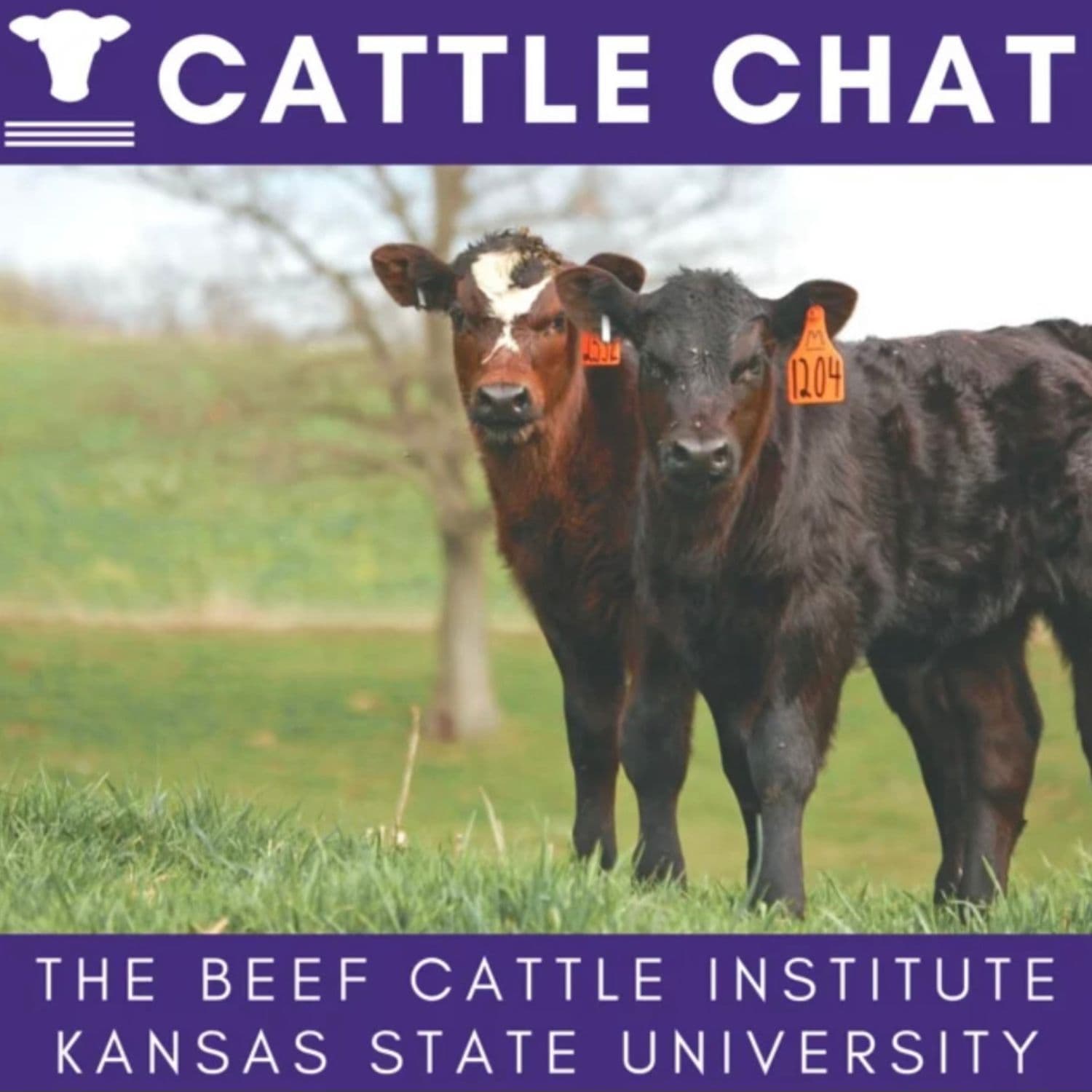 Drones, Tariffs, Rotating Ionophores - Cattle Chat cover