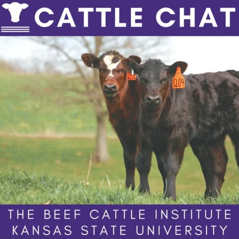 Cattle Chat cover