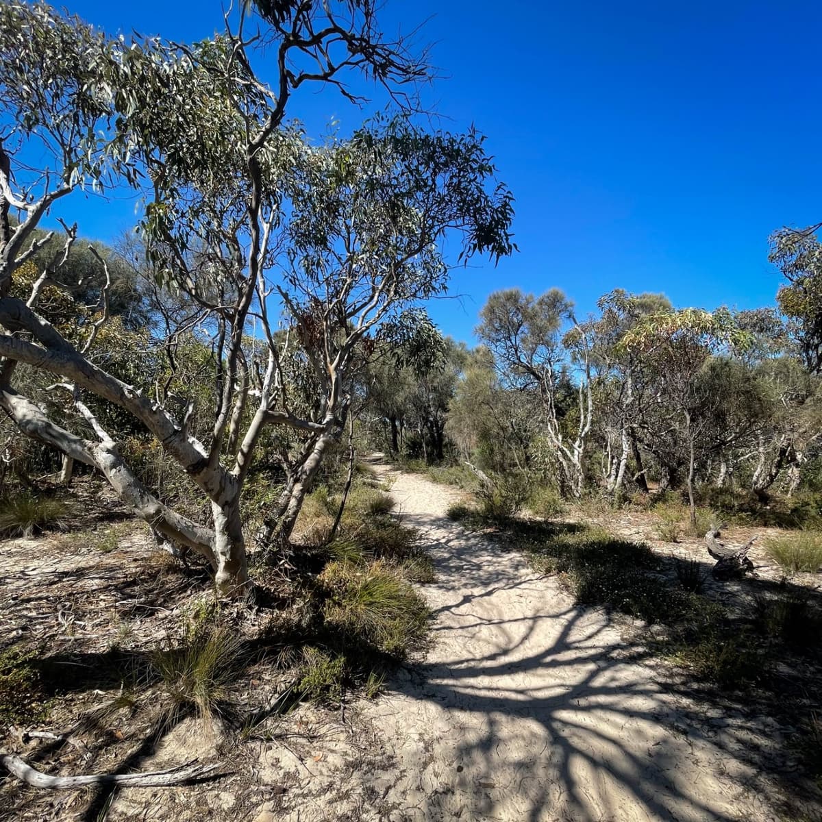 MFSA116: Now The Hard Work Starts - Music For Small Audiences cover