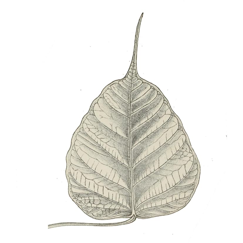 Dharma Seed: dharma talks and meditation instruction cover