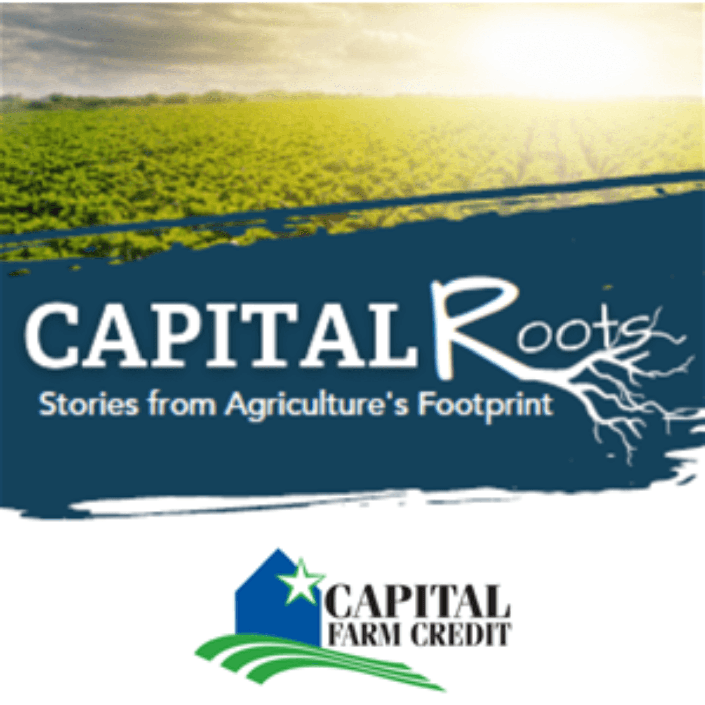 Episode 33: David Gibson & Stephanie Pruitt - Texas Corn Producers — Capital Roots: Stories from Agriculture's Footprint cover
