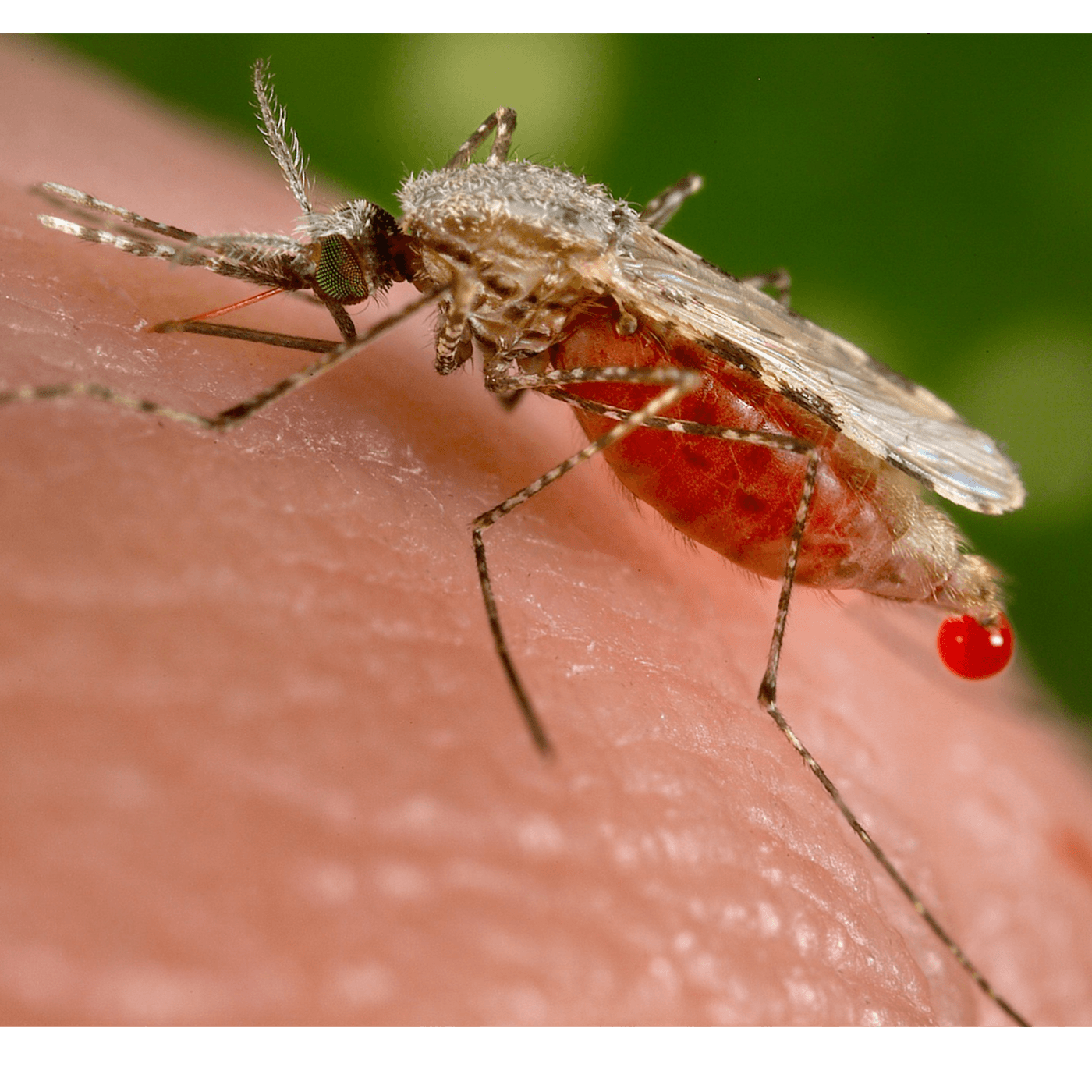 ID4U Episode 4 Malaria - ID4U - Infectious Disease Podcasts for Users of the CMES program cover