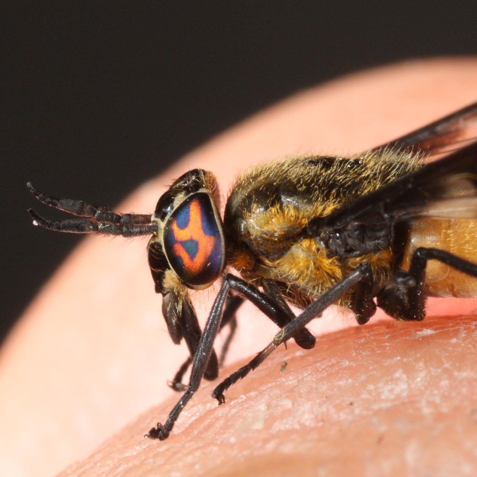 ID4U Episode 19 Loiasis ("African Eye Worm") - ID4U - Infectious Disease Podcasts for Users of the CMES program cover